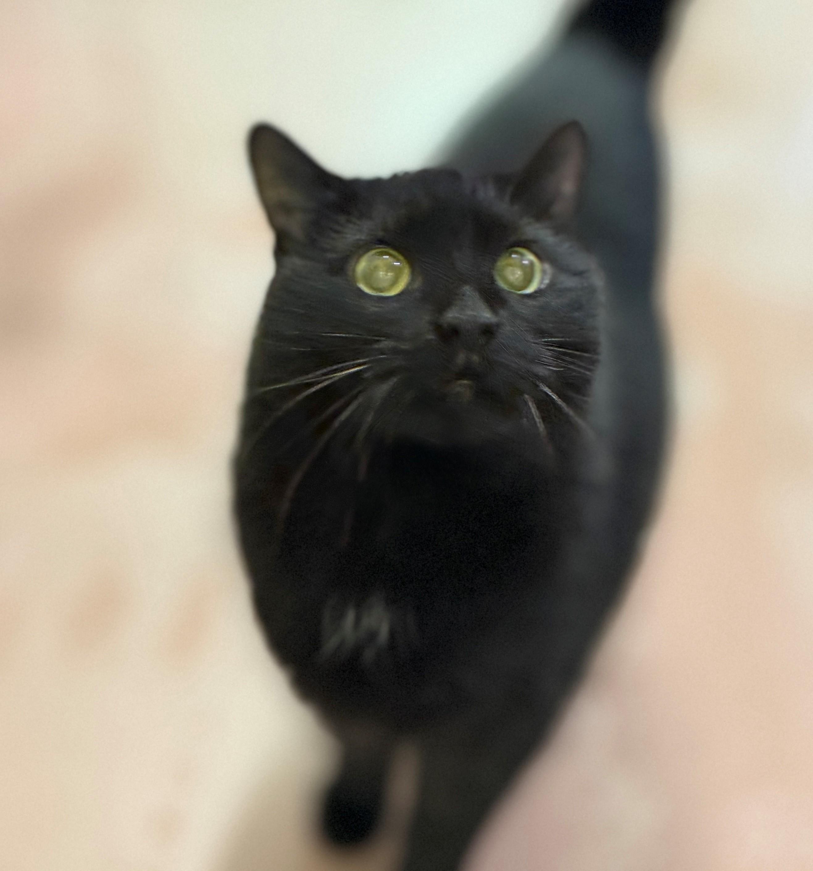Bella, an adoptable Domestic Medium Hair in Hamilton, ON image 4/4