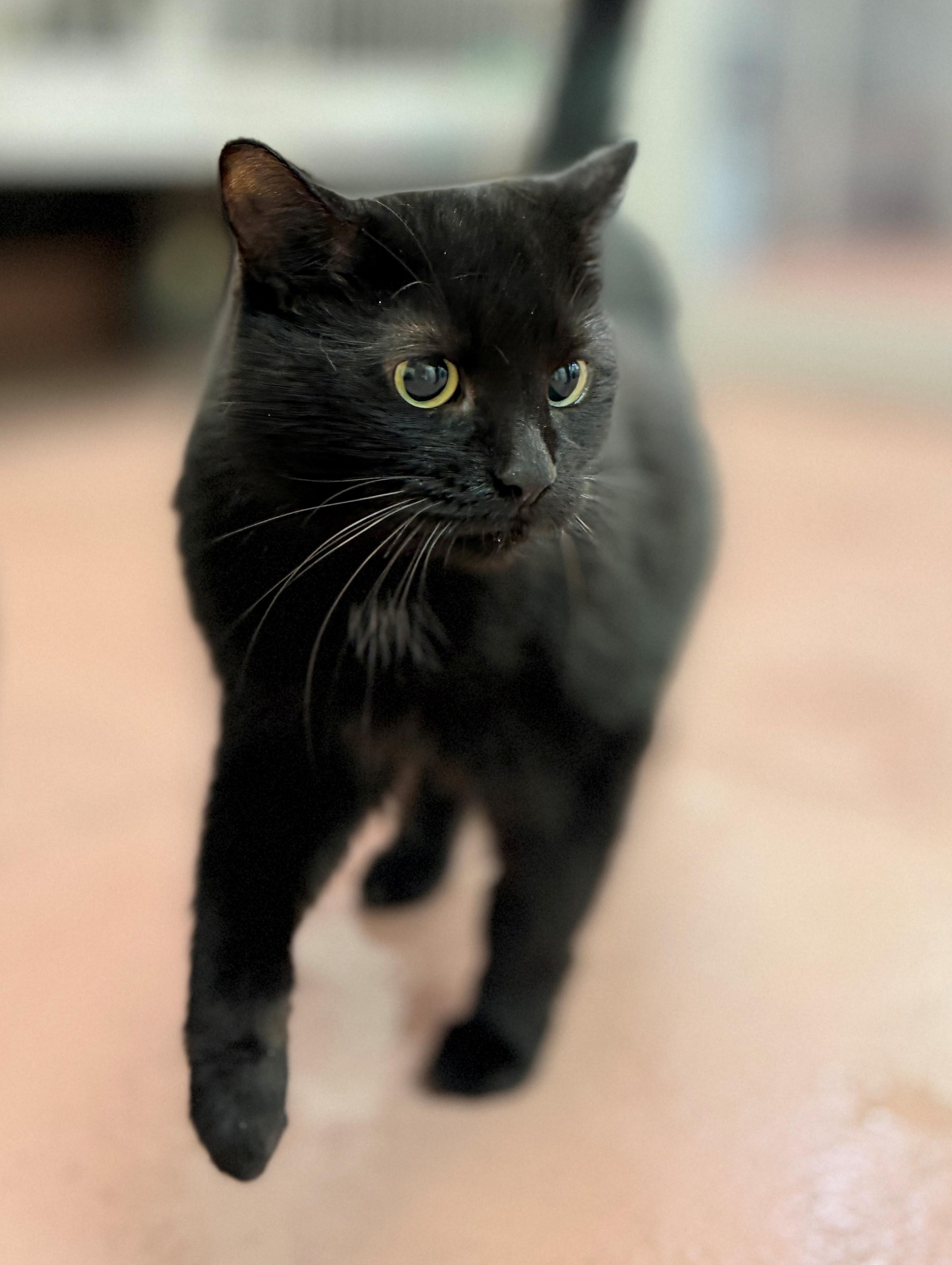 Bella, an adoptable Domestic Medium Hair in Hamilton, ON image 3/4