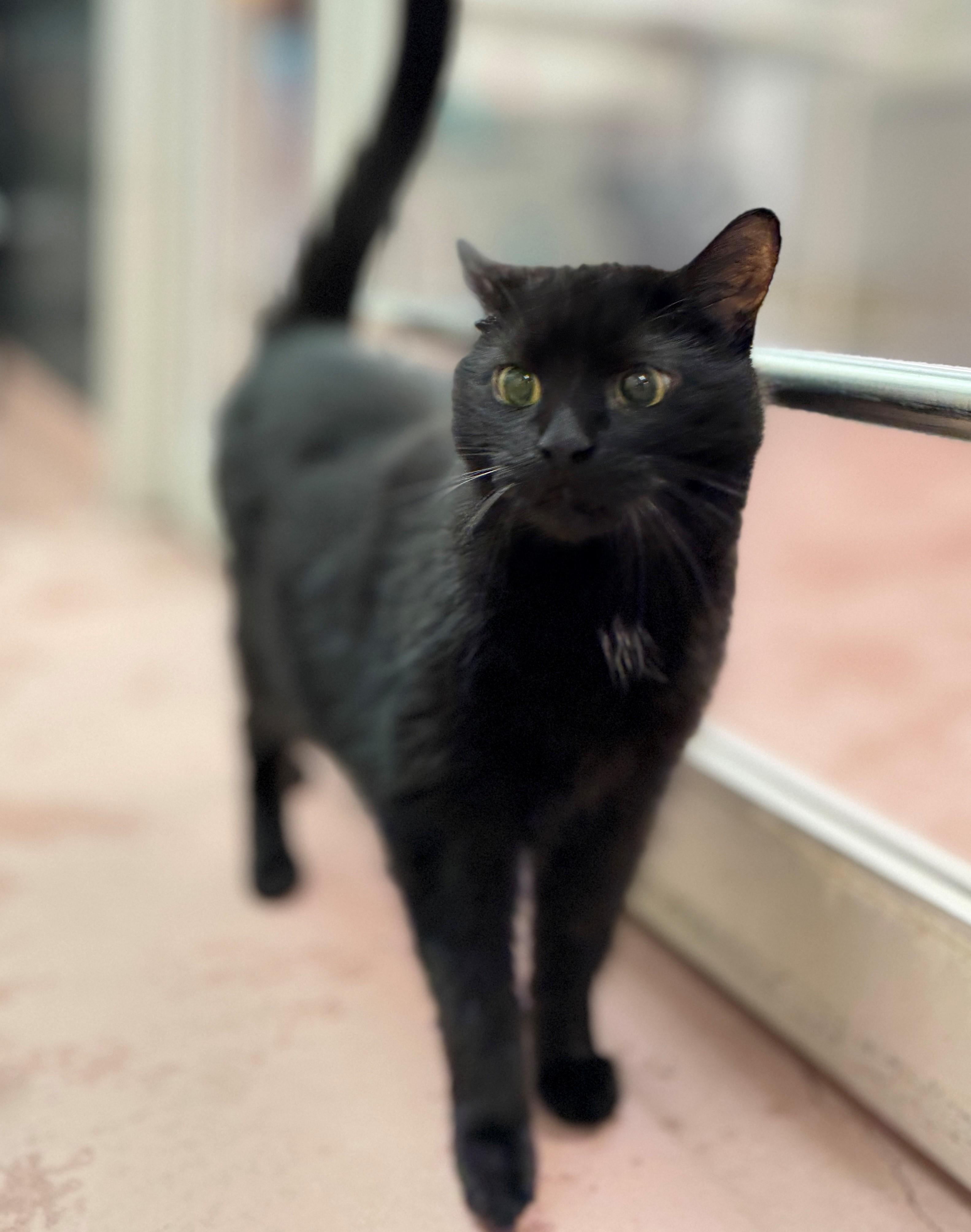Bella, an adoptable Domestic Medium Hair in Hamilton, ON image 2/4