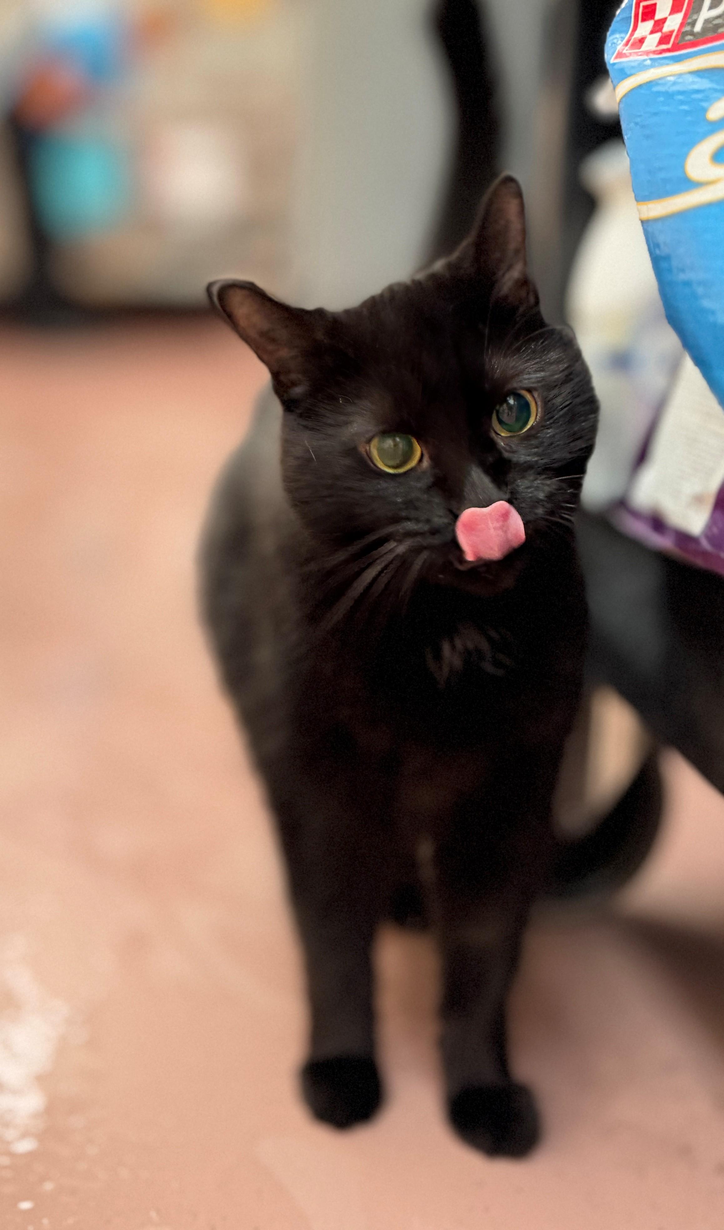 Bella, an adoptable Domestic Medium Hair in Hamilton, ON image 1/4