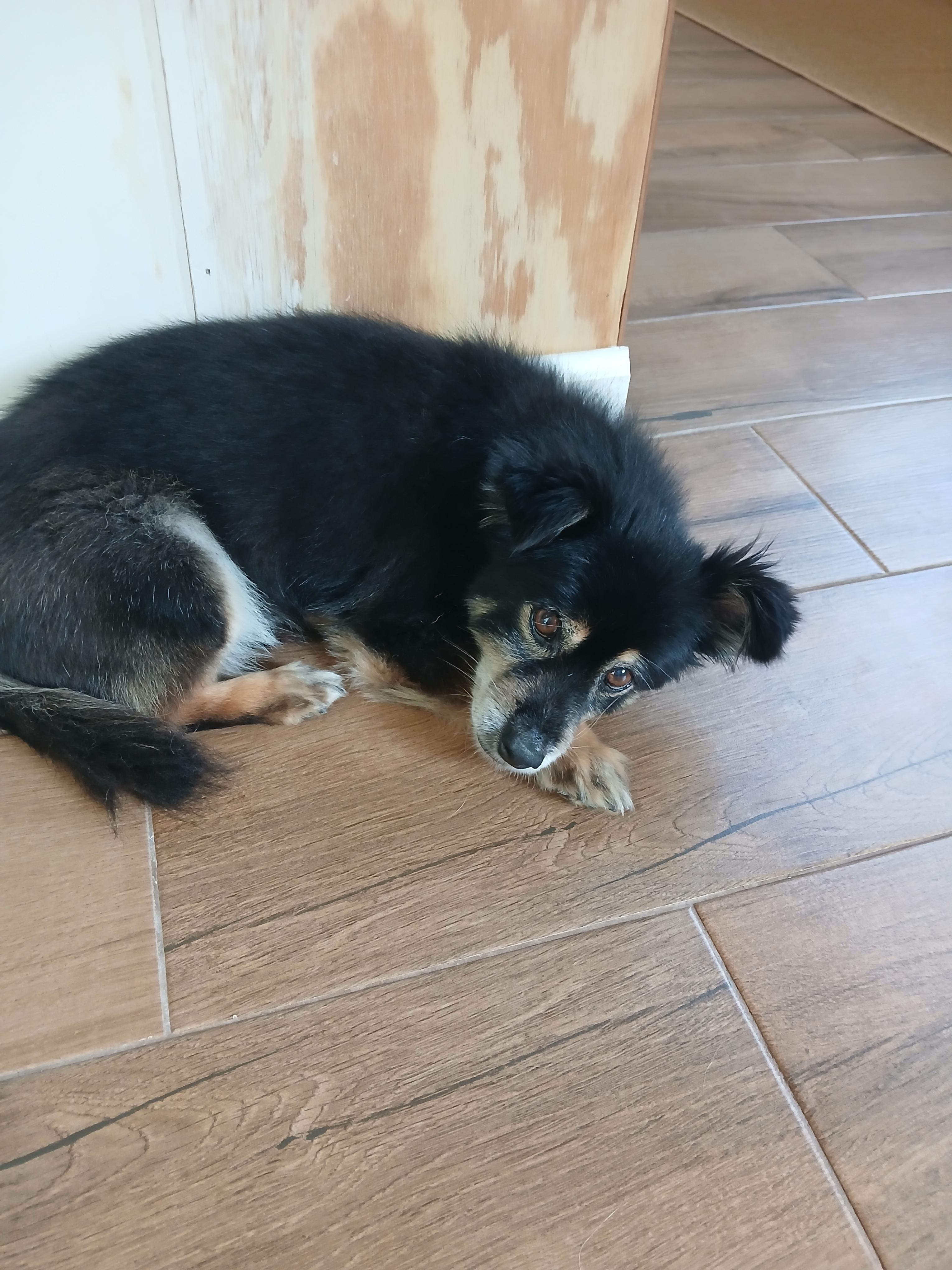 Earl grey, Adopted, Adult Male Terrier.