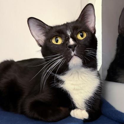 Convenia (Bashful Buddy), Adoptable, Adult Female Domestic Short Hair & Domestic Short Hair.
