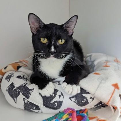 Enlarge Convenia (Bashful Buddy), a Adoptable mixed breed in Wheaton, IL image 2/3