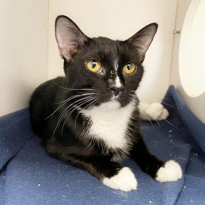 Convenia (Bashful Buddy), Adoptable, Adult Female Domestic Short Hair & Domestic Short Hair.