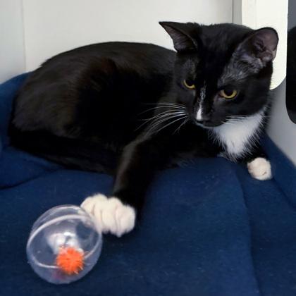 Enlarge Convenia (Bashful Buddy), a Adoptable mixed breed in Wheaton, IL image 3/3