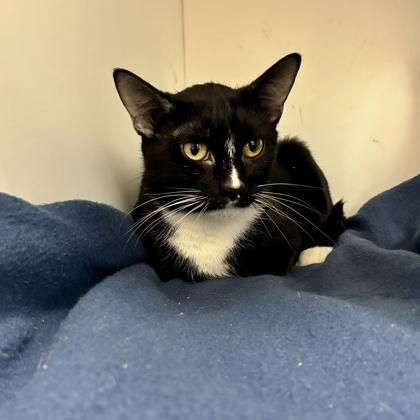 Enlarge Convenia (Bashful Buddy), a Adoptable mixed breed in Wheaton, IL image 2/2