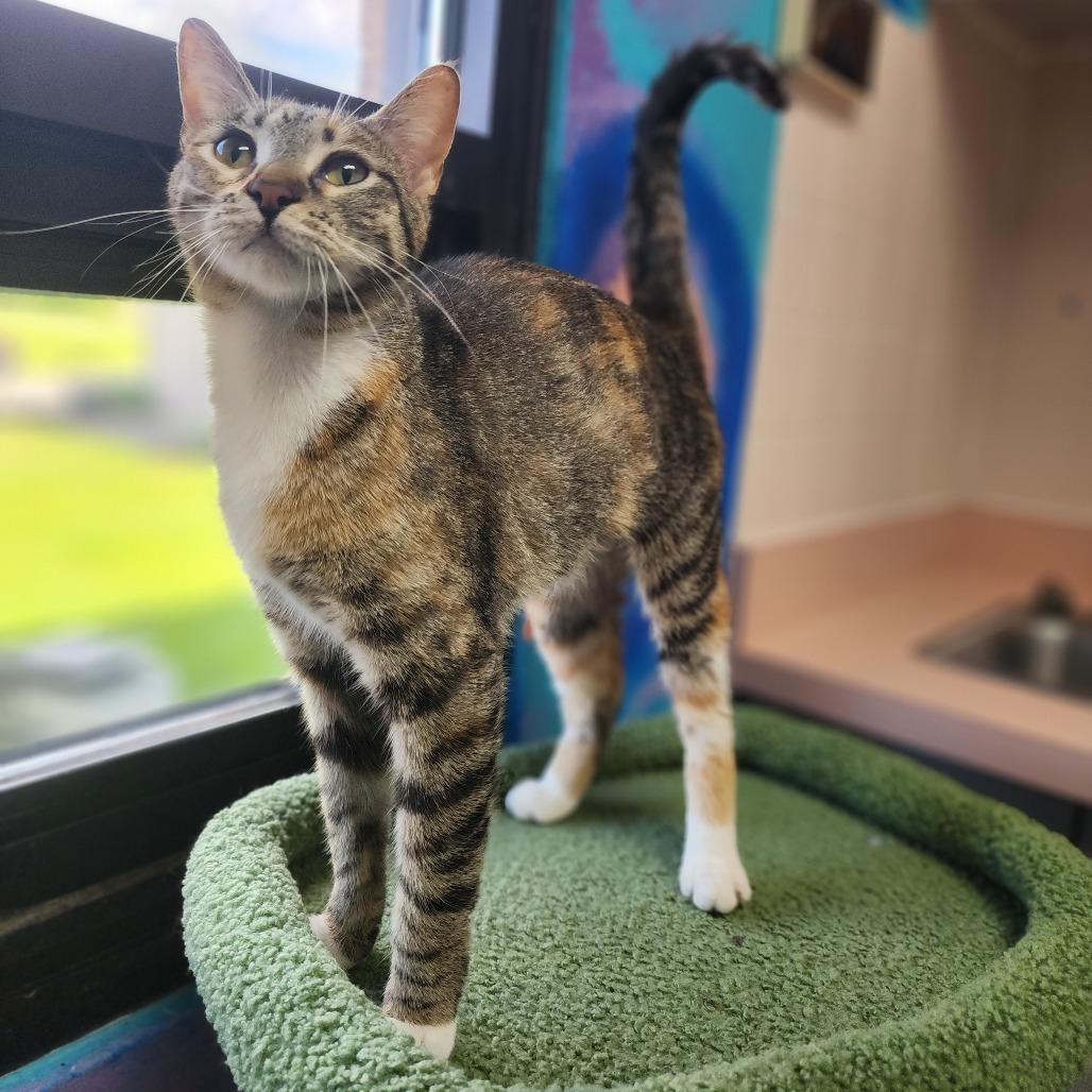 Enlarge Leia, a Adoptable Domestic Short Hair in Dixon, IL image 1/2
