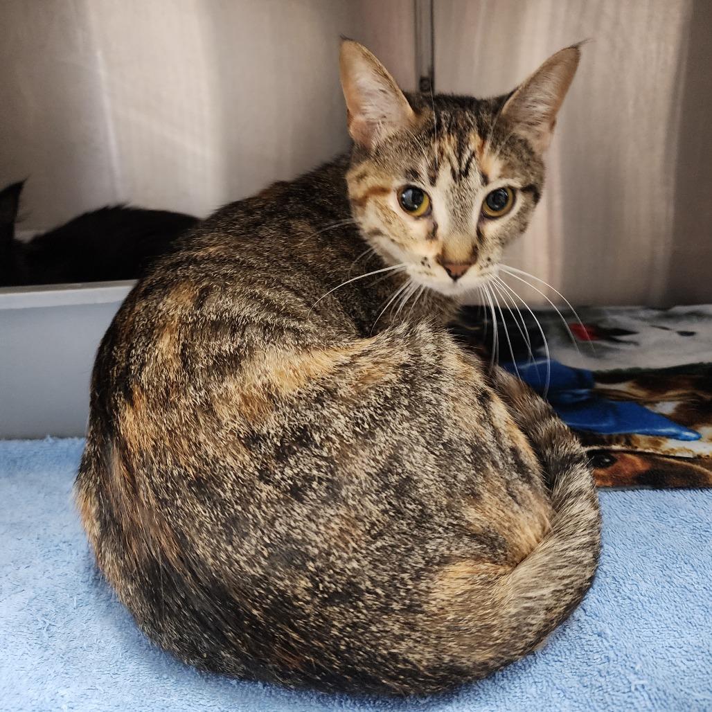 Enlarge Leia, a Adoptable Domestic Short Hair in Dixon, IL image 2/2