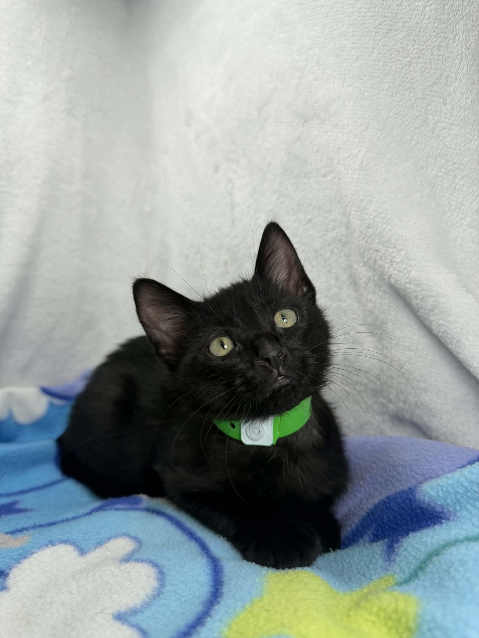 Nathan, ADOPTABLE, Kitten Male Domestic Short Hair.