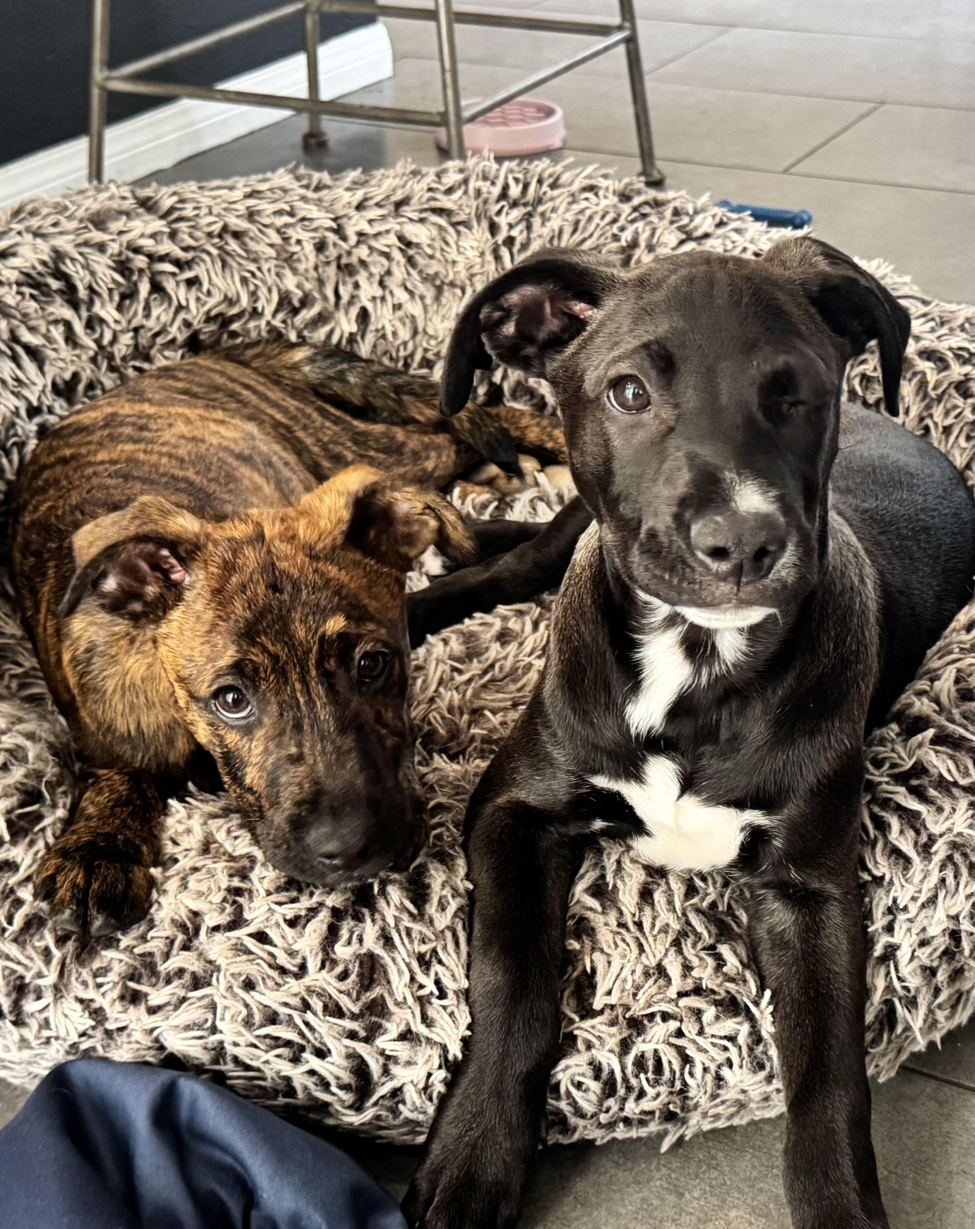 Enlarge Chip, an adopted mixed breed in San Diego , CA image 3/6