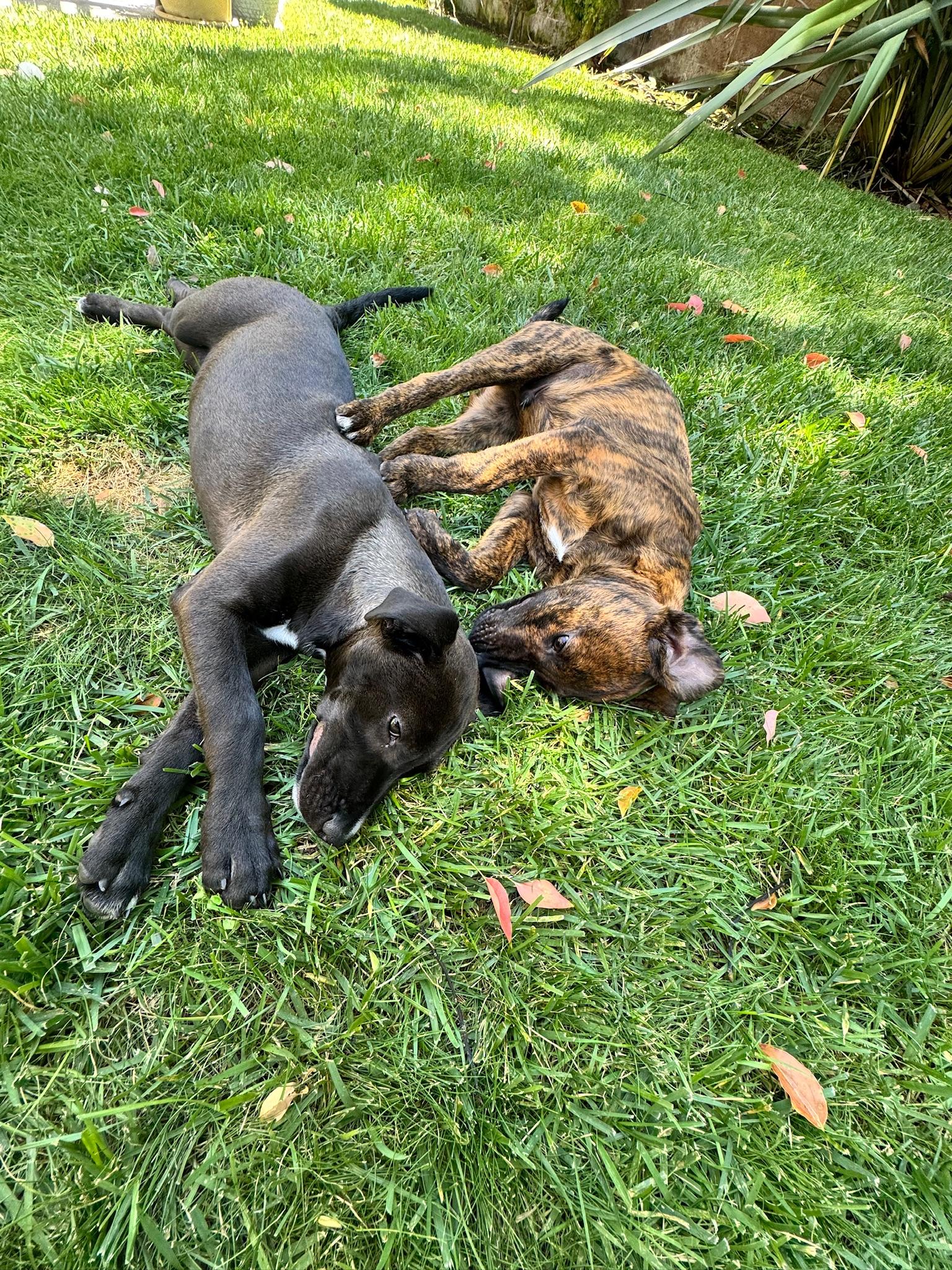 Enlarge Chip, an adopted mixed breed in San Diego , CA image 4/6