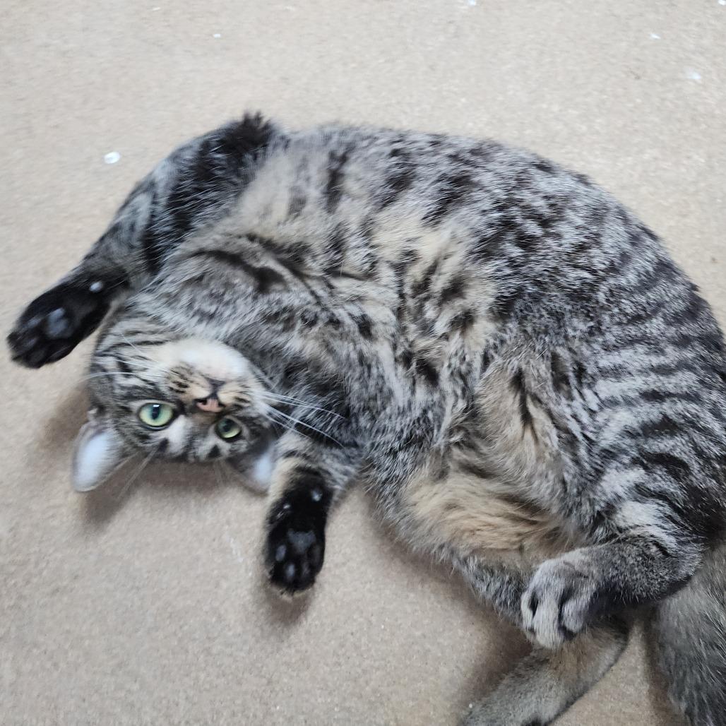 Baskin Robbins, Adoptable, Adult Female Domestic Short Hair.