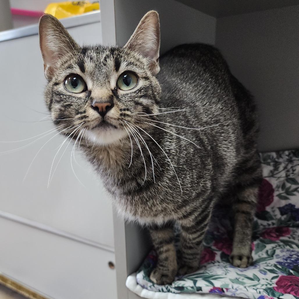 Baskin Robbins, Adoptable, Adult Female Domestic Short Hair.