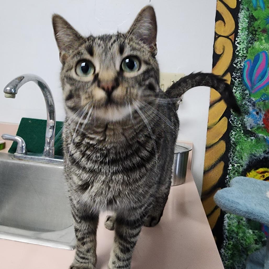 Enlarge Baskin Robbins, a Adoptable Domestic Short Hair in Dixon, IL image 3/4