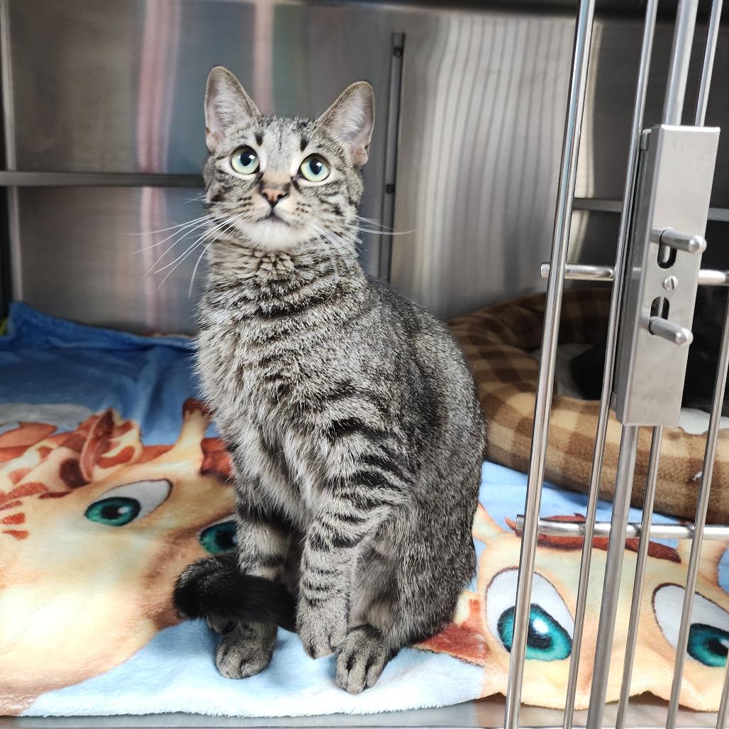 Enlarge Baskin Robbins, a Adoptable Domestic Short Hair in Dixon, IL image 2/2
