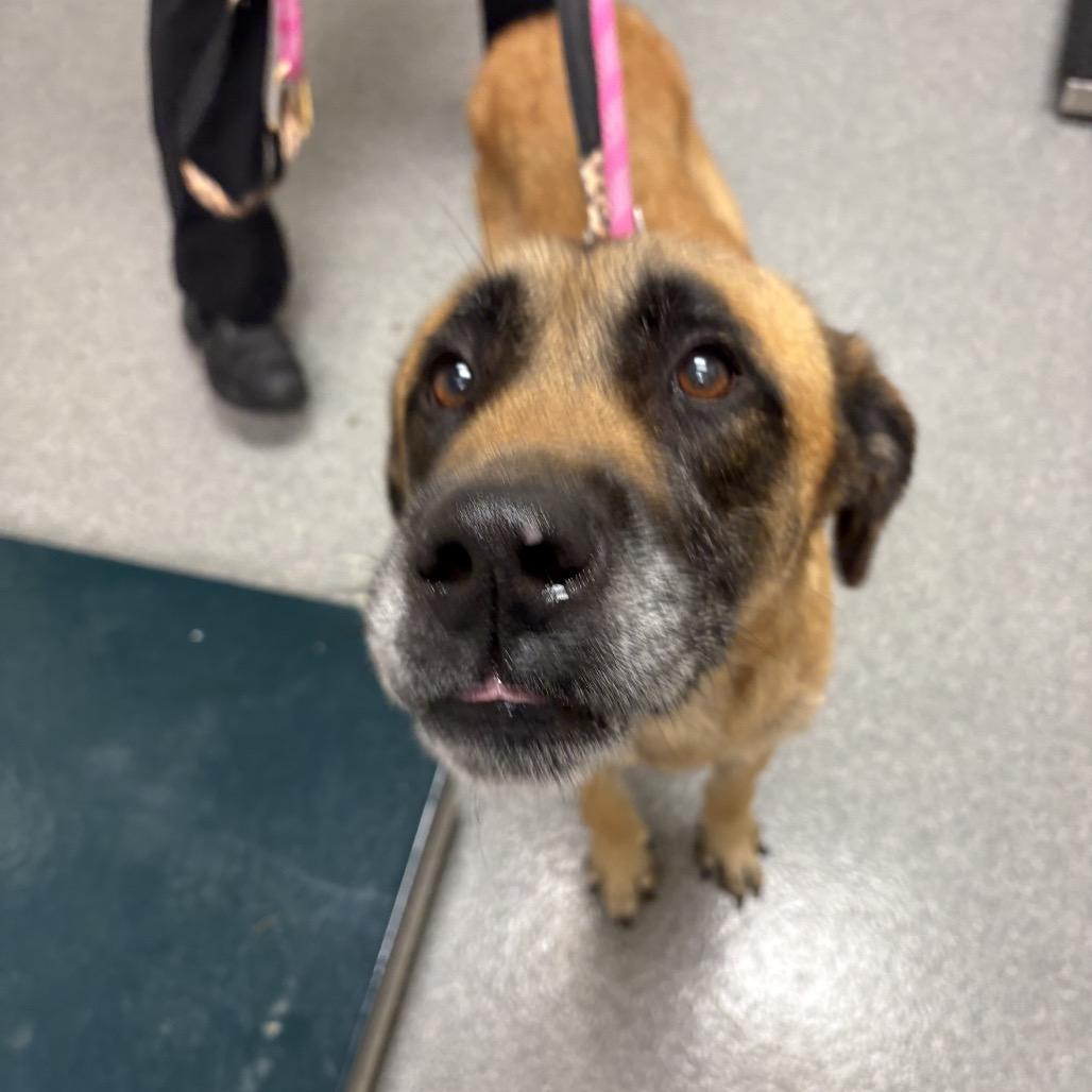 Scooby, Adoptable, Adult Male Shepherd.
