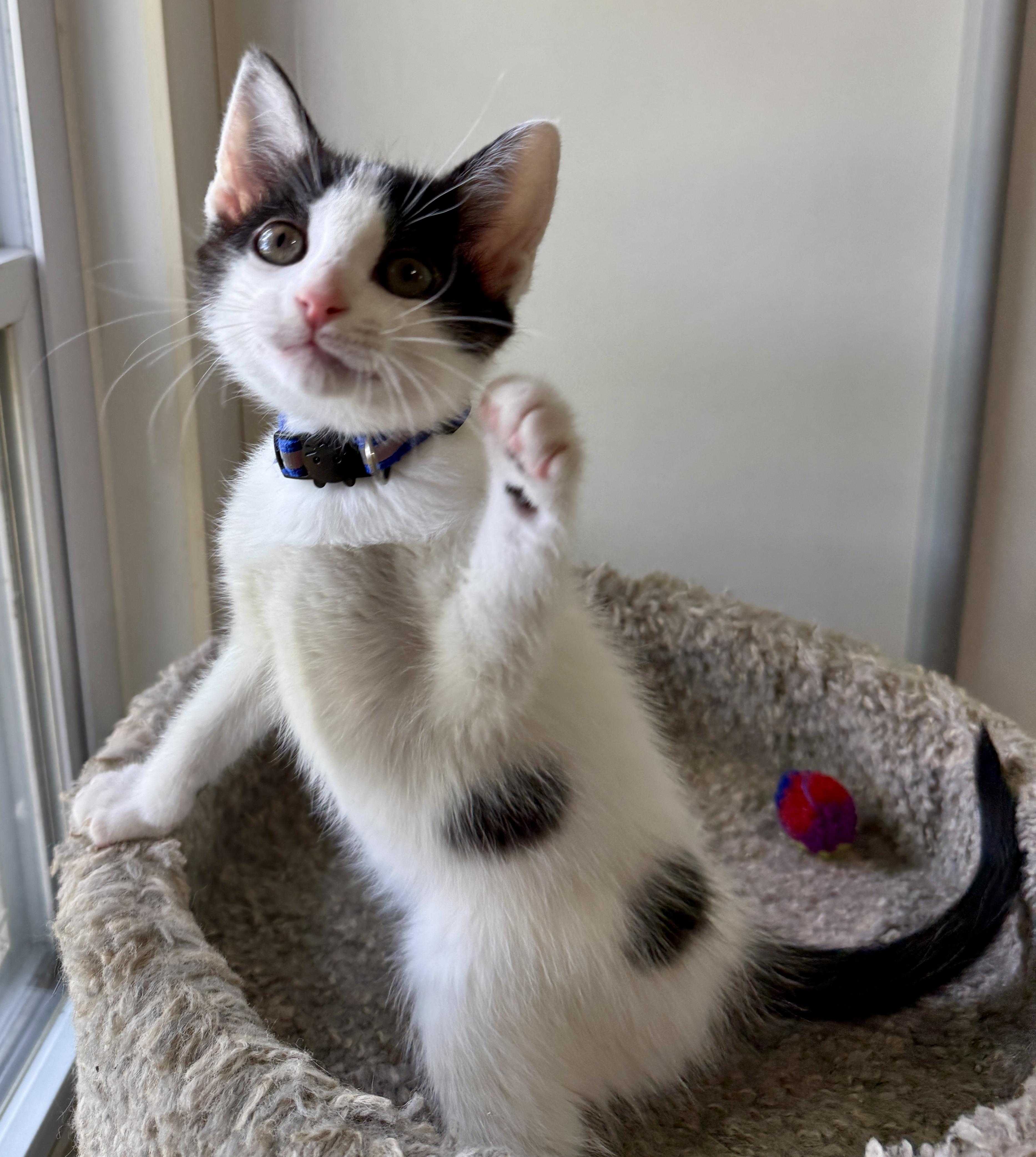 Enlarge Josh, a Adoptable Domestic Short Hair in Ashland, OH image 5/5