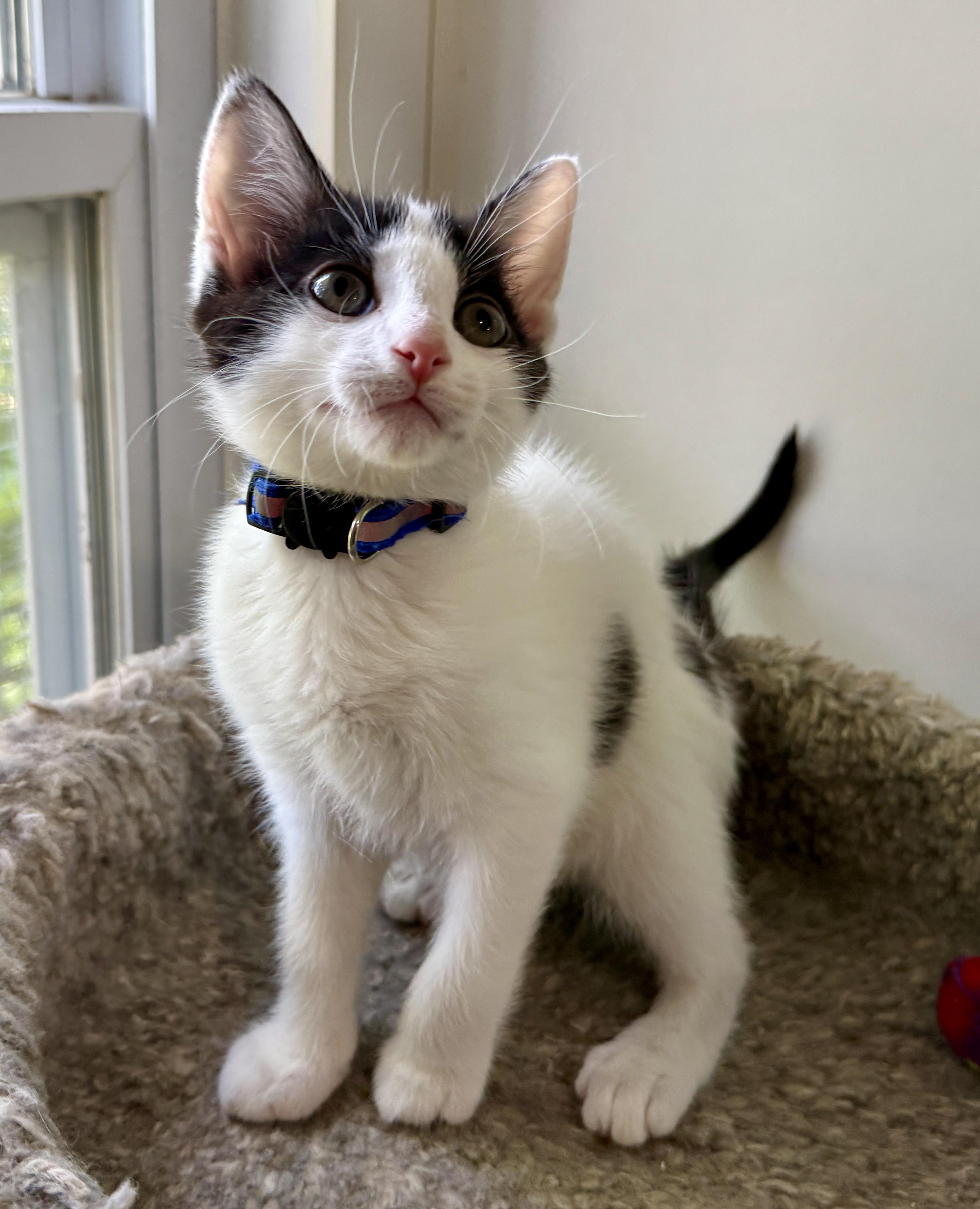 Enlarge Josh, a Adoptable Domestic Short Hair in Ashland, OH image 3/5