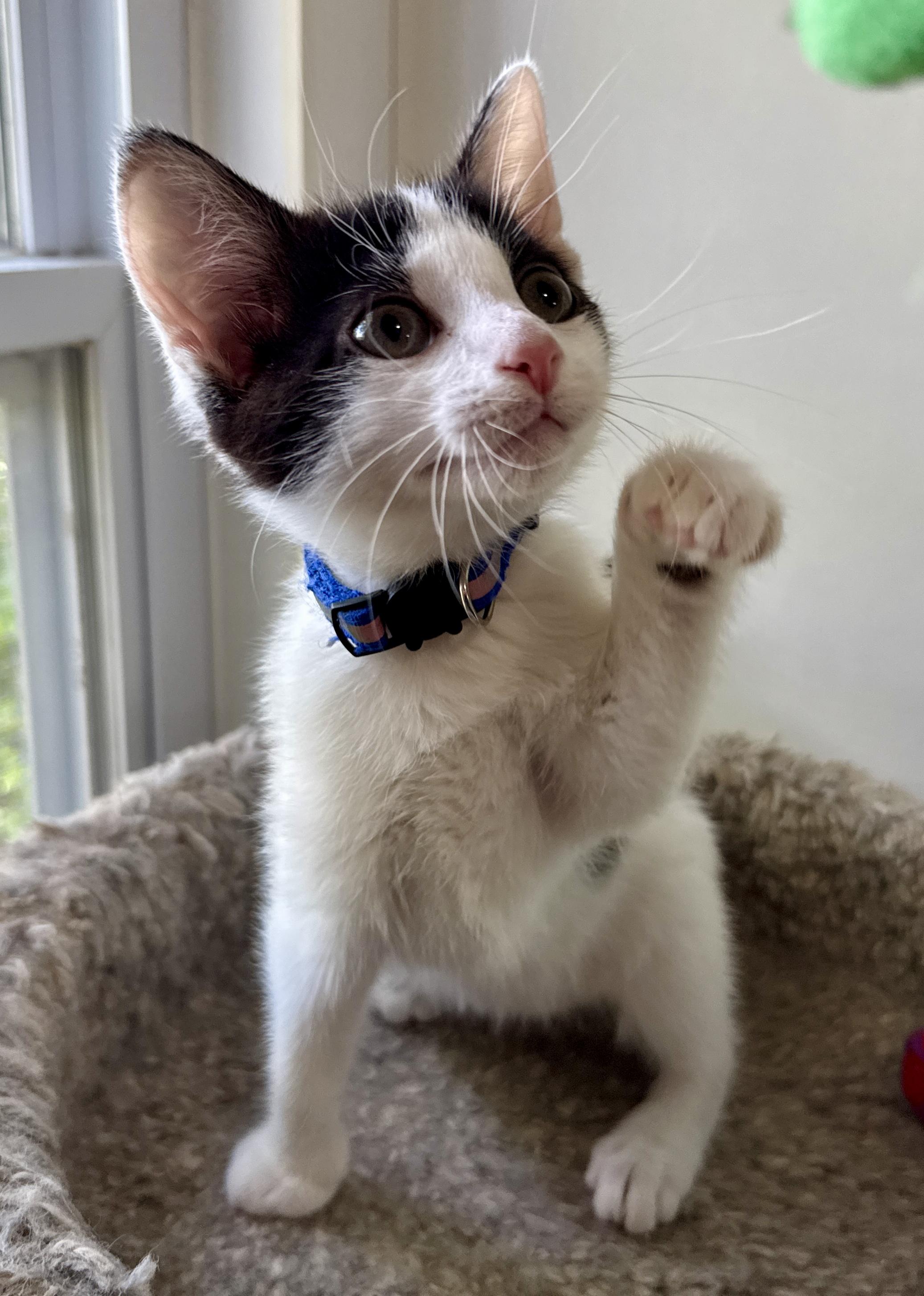 Enlarge Josh, a Adoptable Domestic Short Hair in Ashland, OH image 2/5