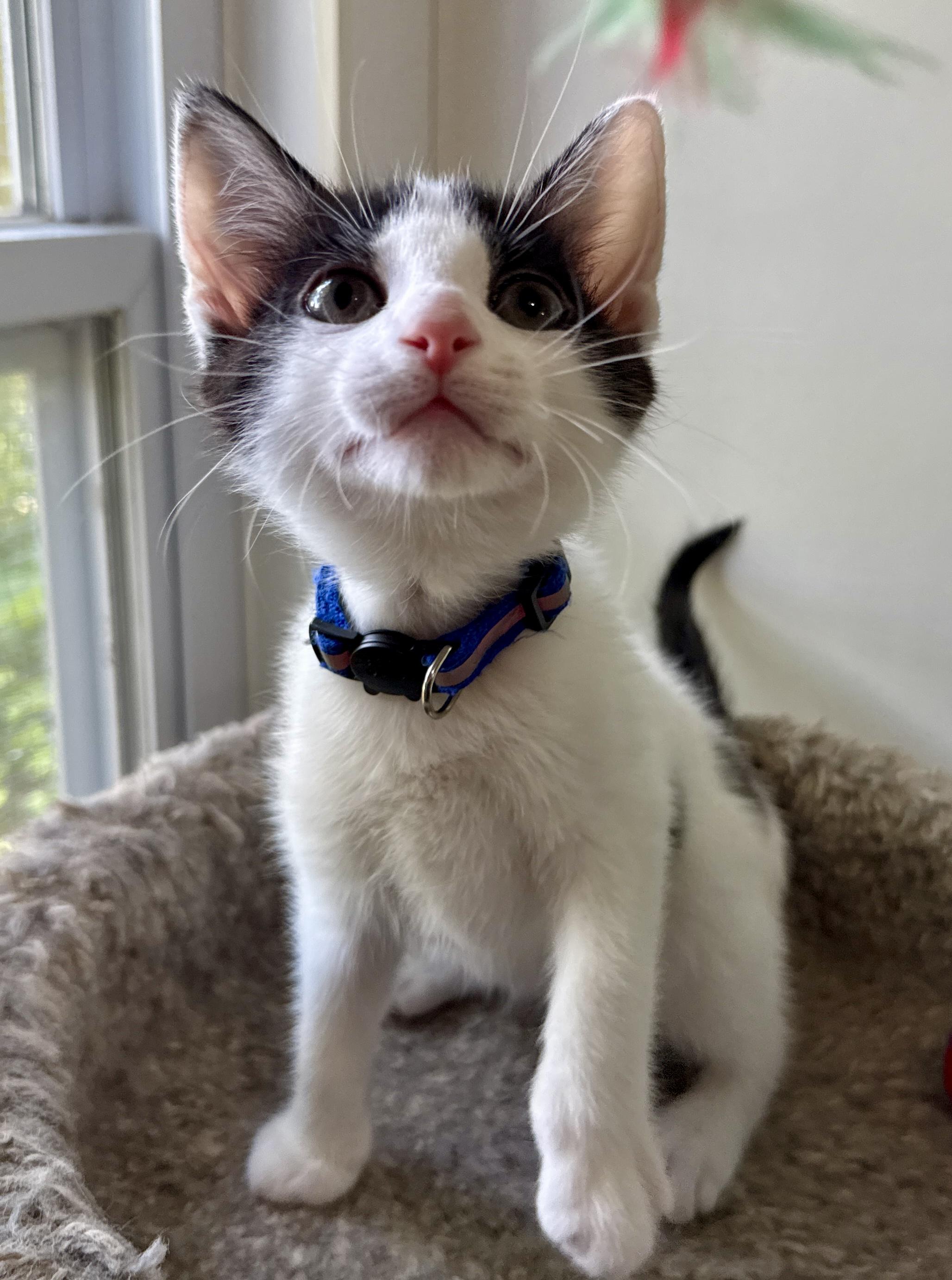 Josh, Adoptable, Kitten Male Domestic Short Hair.