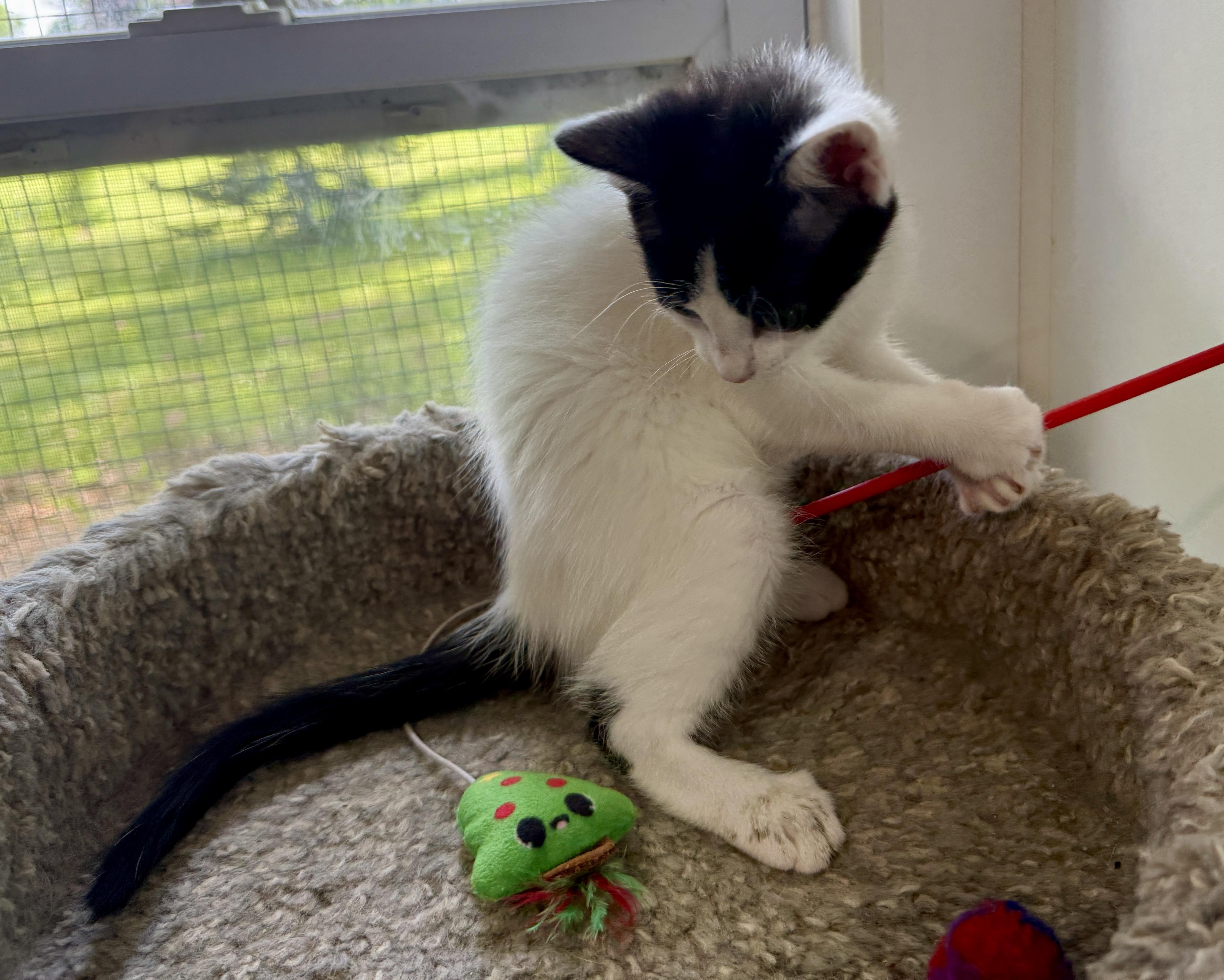 Enlarge Josh, a Adoptable Domestic Short Hair in Ashland, OH image 4/5