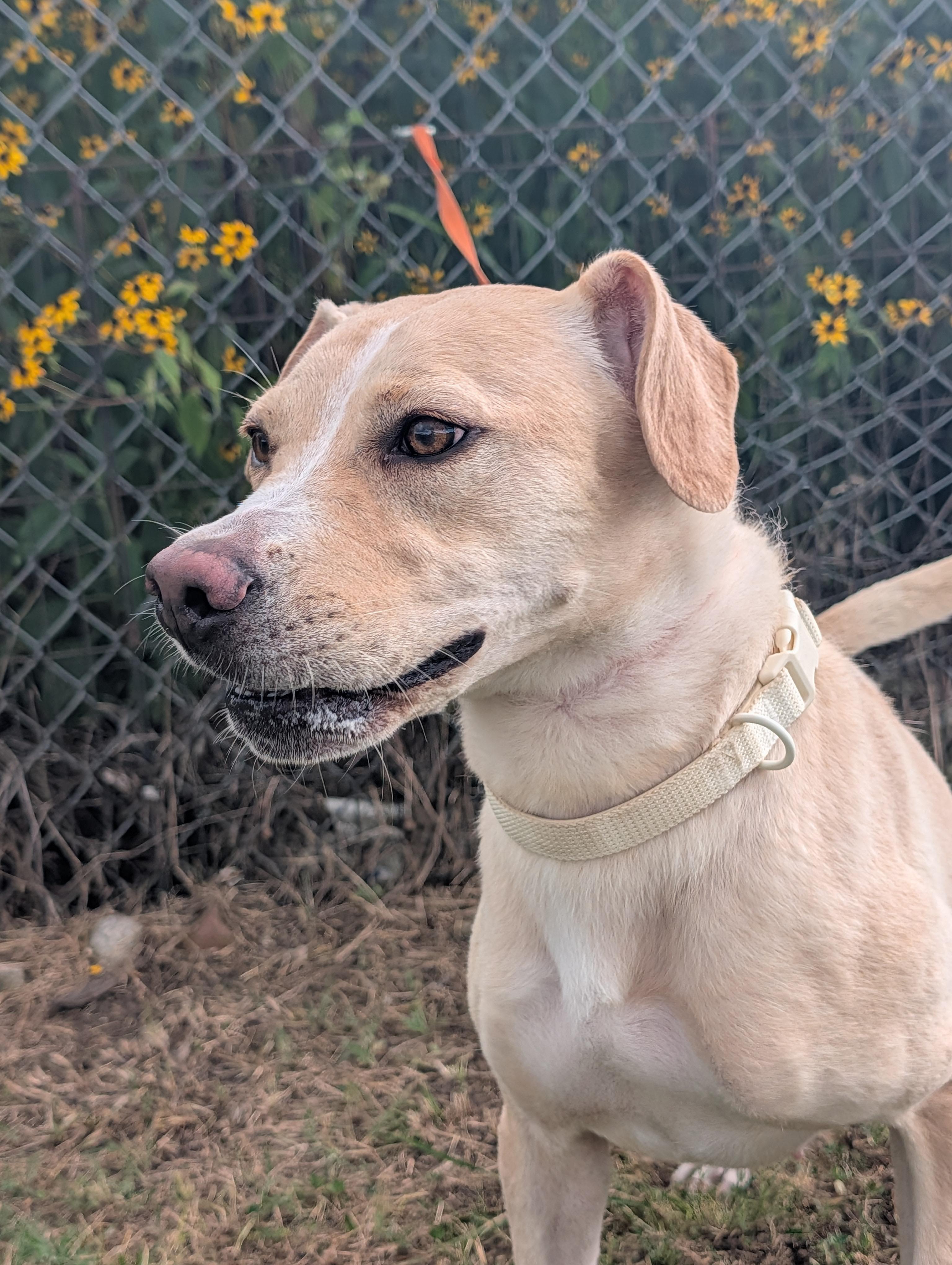 Lady, Adoptable, Young Female Labrador Retriever.