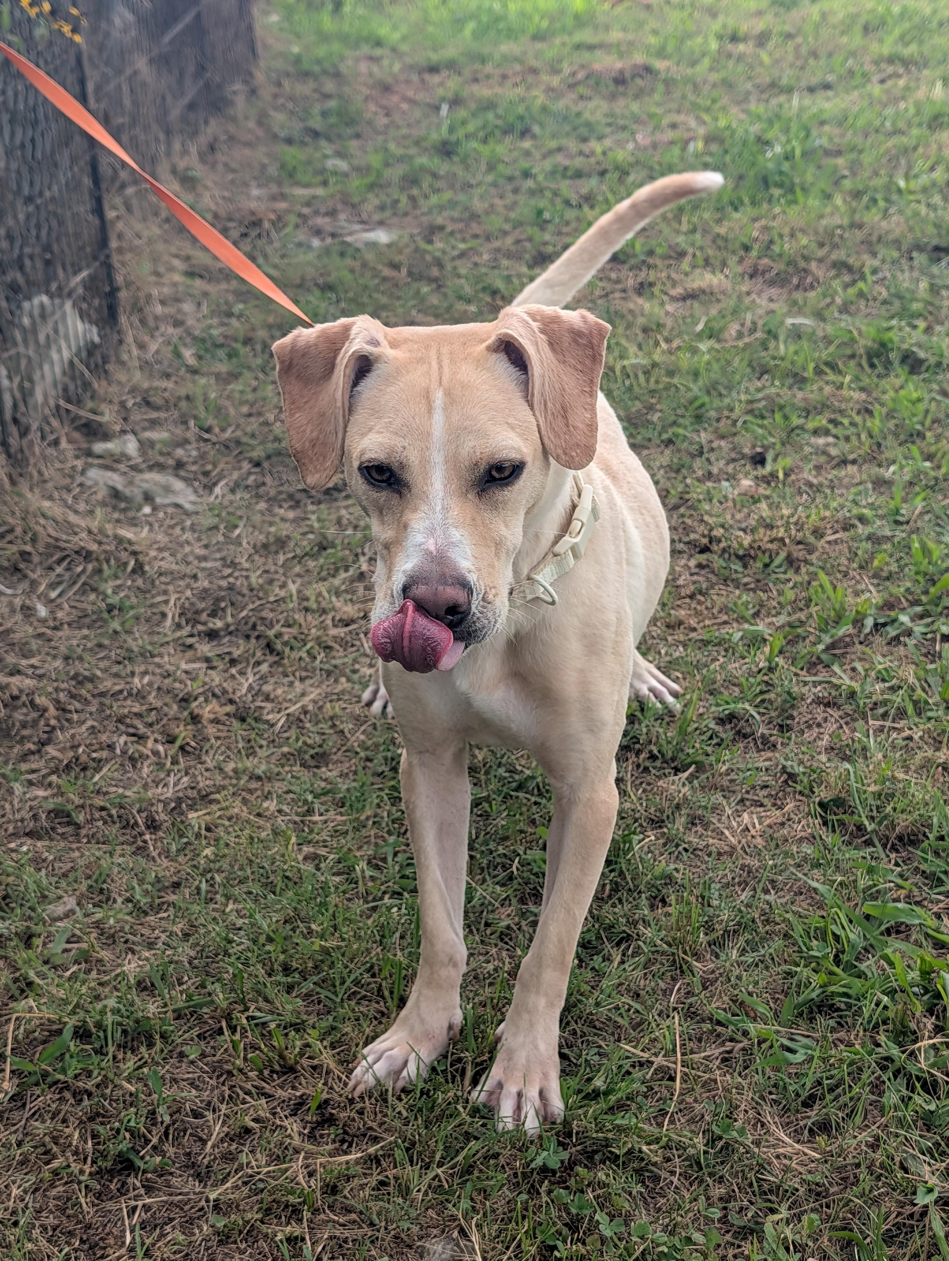 Lady, a Adoptable mixed breed in Lewisburg, TN image 3/5