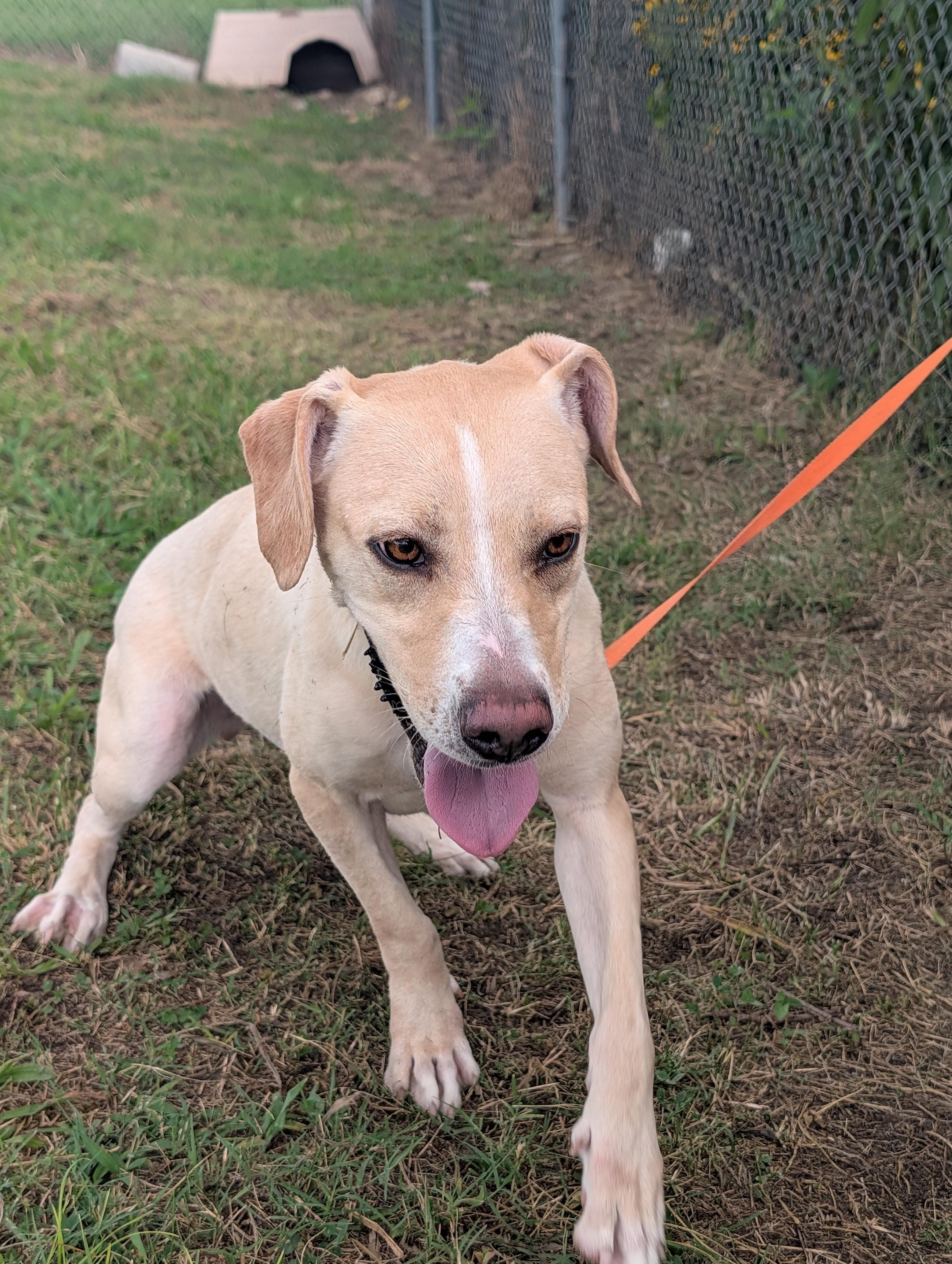 Lady, a Adoptable mixed breed in Lewisburg, TN image 4/5