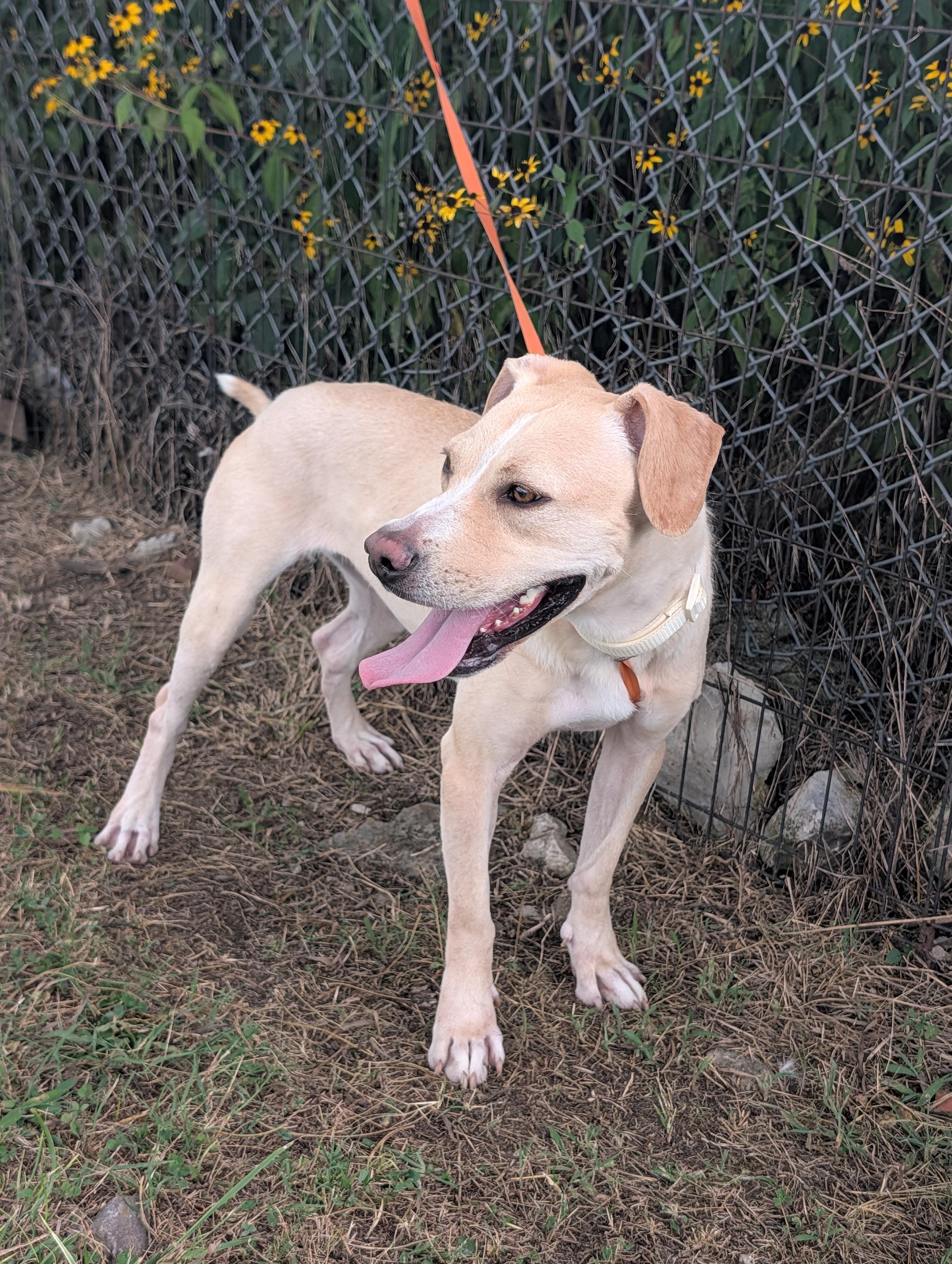 Lady, a Adoptable mixed breed in Lewisburg, TN image 5/5