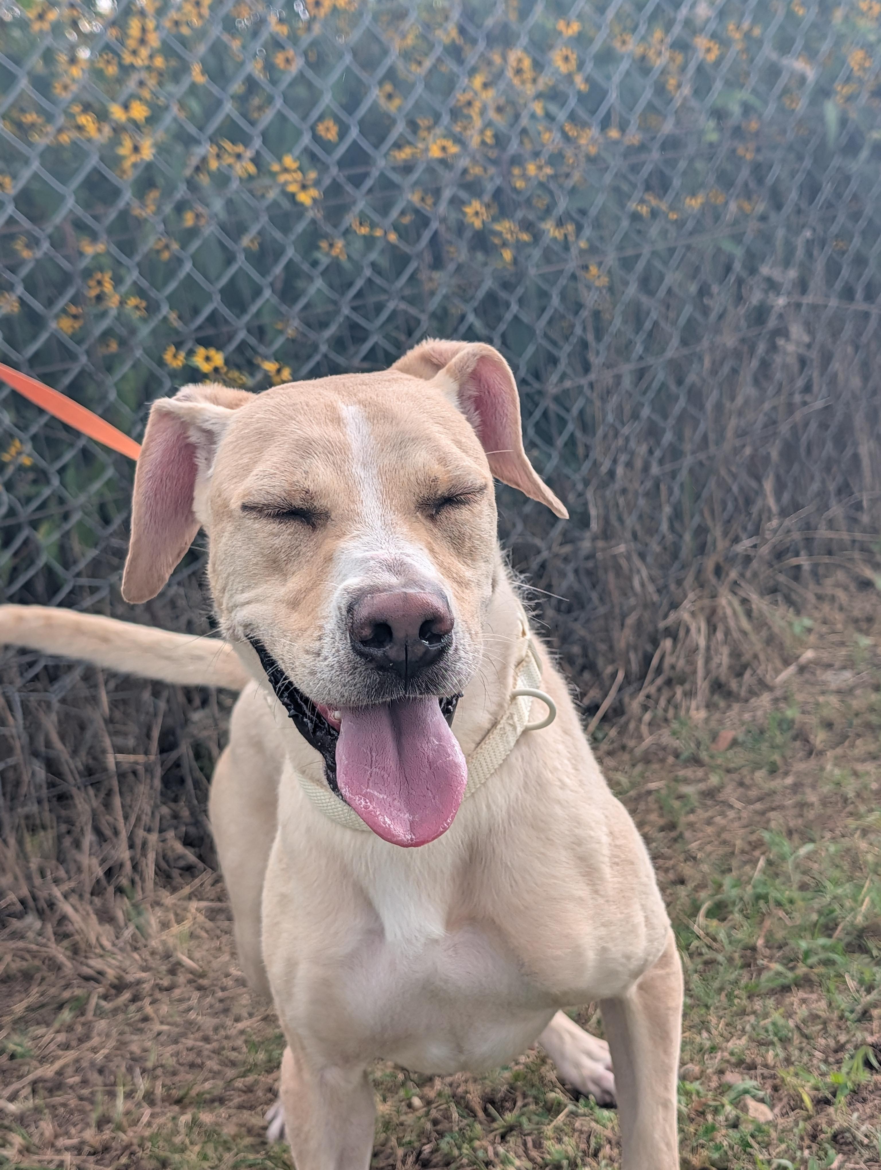 Lady, a Adoptable mixed breed in Lewisburg, TN image 2/5