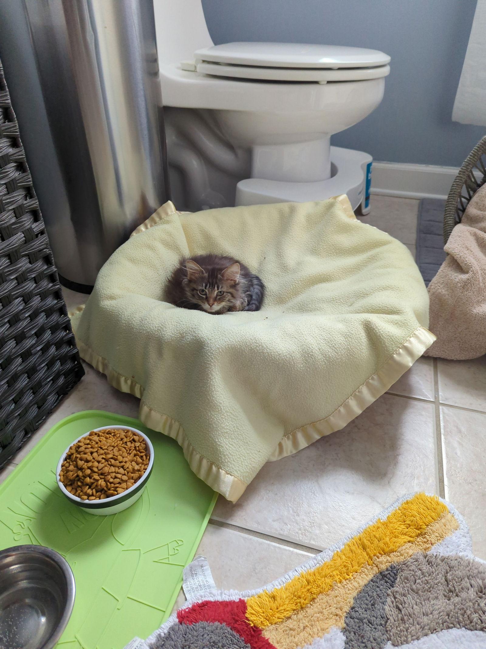 Enlarge Carla, a Adopted Domestic Long Hair in Wheaton, IL image 1/3