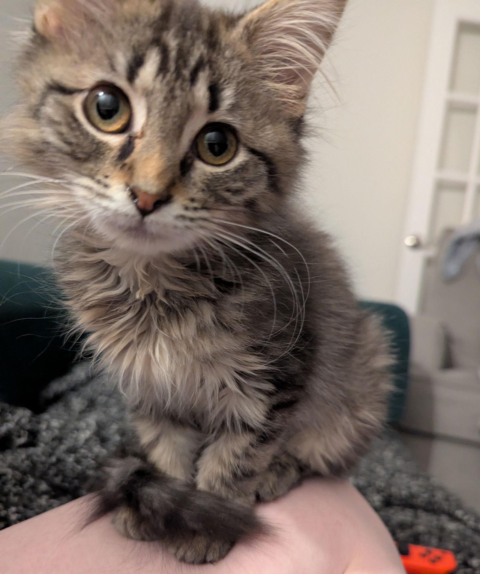 Enlarge Carla, a Adopted Domestic Long Hair in Wheaton, IL image 2/3