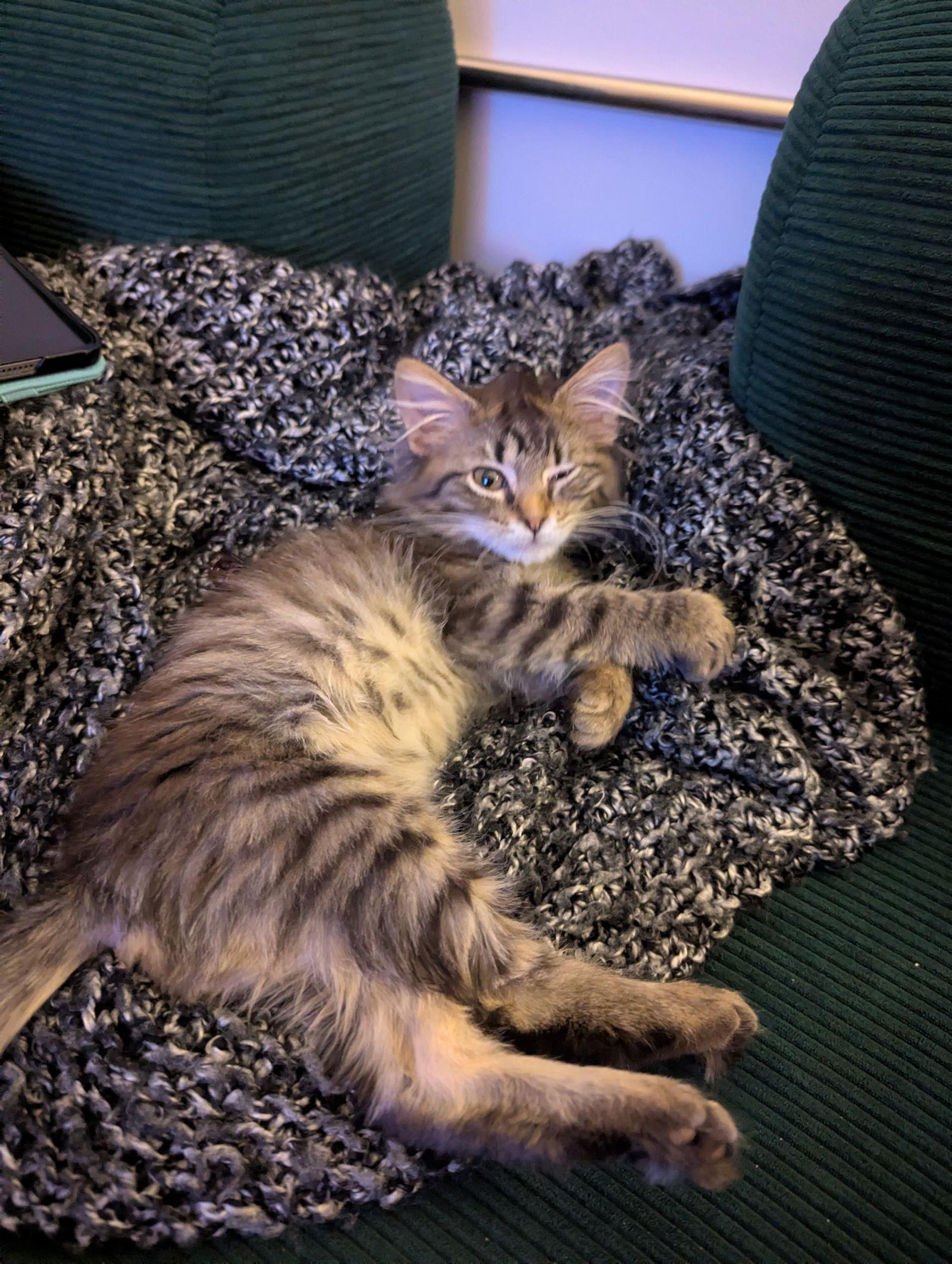 Enlarge Carla, a Adopted Domestic Long Hair in Wheaton, IL image 3/3