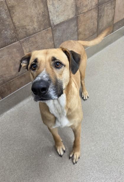 Vincent, a Adoptable mixed breed in Phoenix, AZ image 1/2