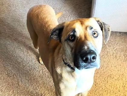 Vincent, a Adoptable mixed breed in Phoenix, AZ image 2/2