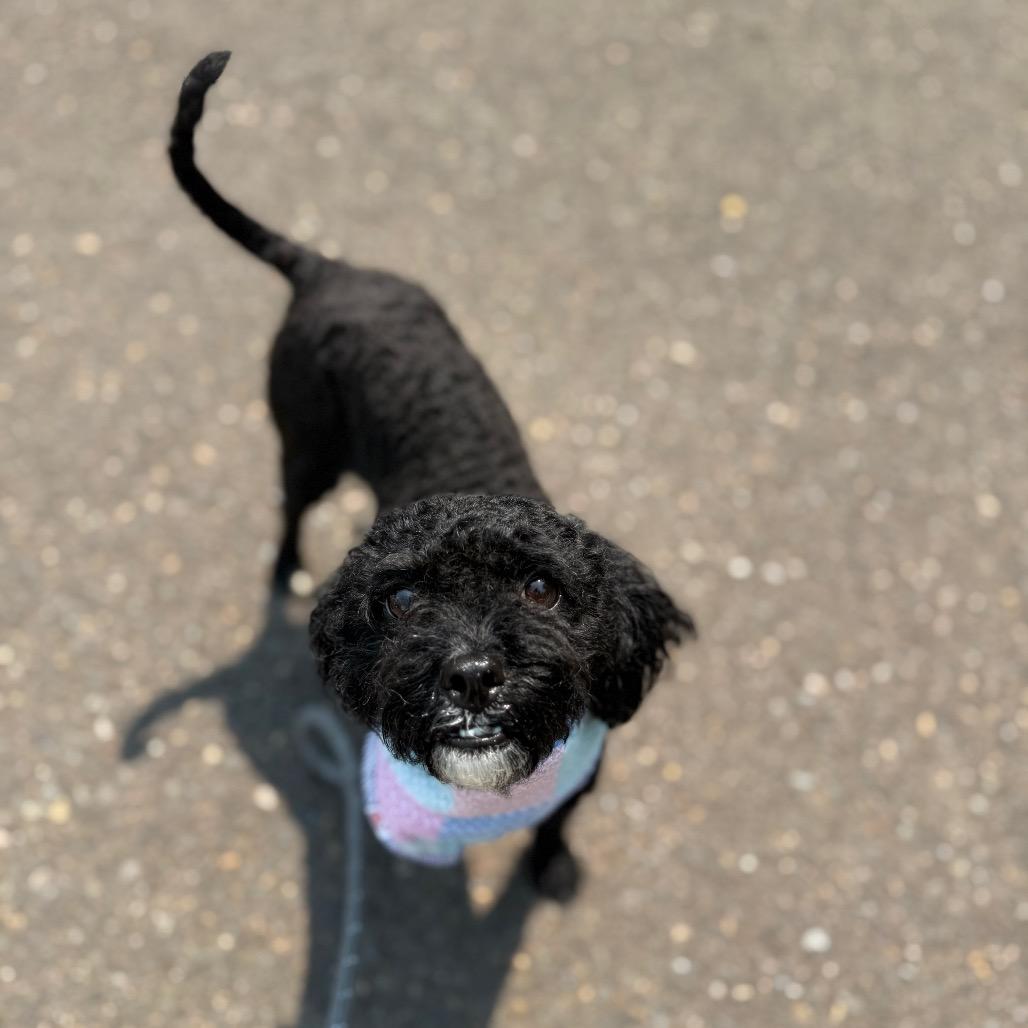 Elsie, a Adoptable Miniature Poodle in Newberg, OR image 1/6