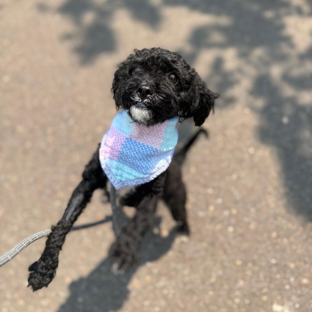 Elsie, a Adoptable Miniature Poodle in Newberg, OR image 2/6
