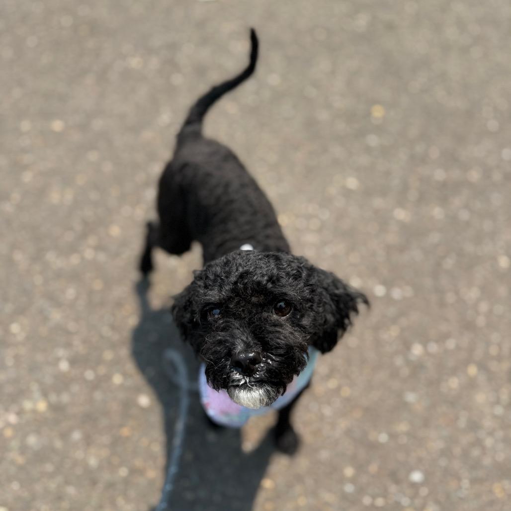 Elsie, a Adoptable Miniature Poodle in Newberg, OR image 3/6