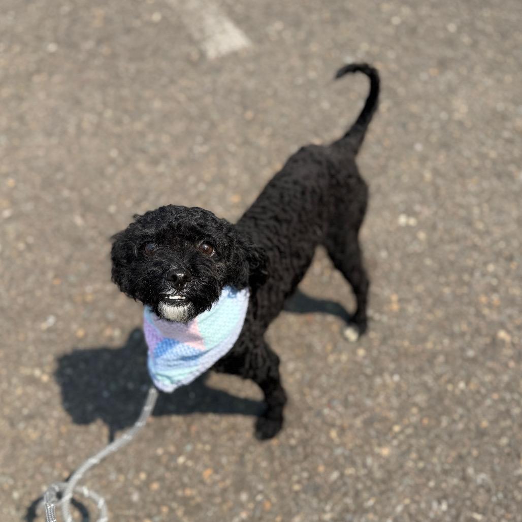 Elsie, a Adoptable Miniature Poodle in Newberg, OR image 4/6