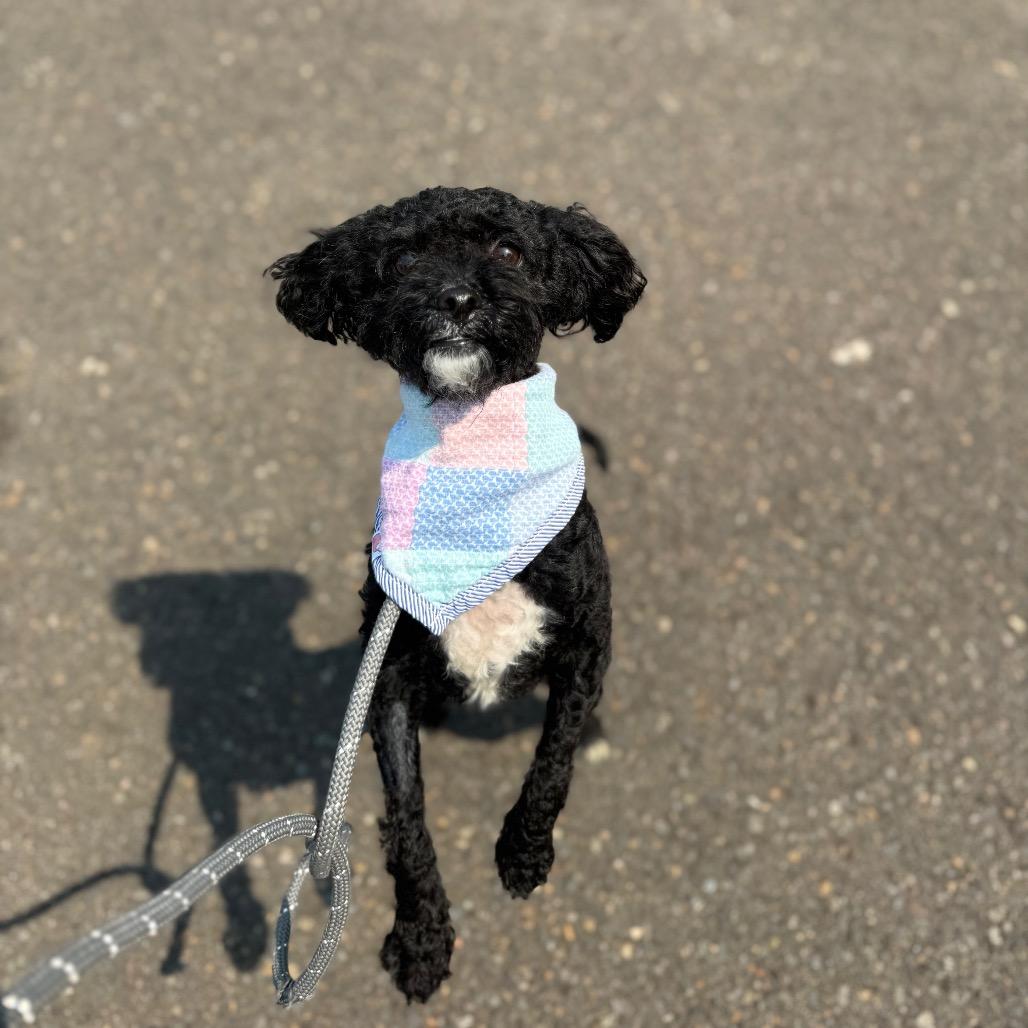 Elsie, a Adoptable Miniature Poodle in Newberg, OR image 5/6