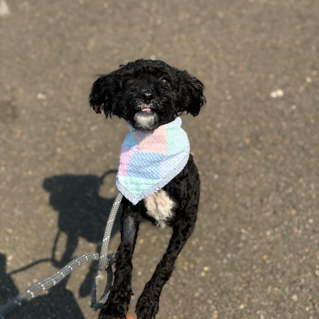 Elsie, a Adoptable Miniature Poodle in Newberg, OR image 6/6