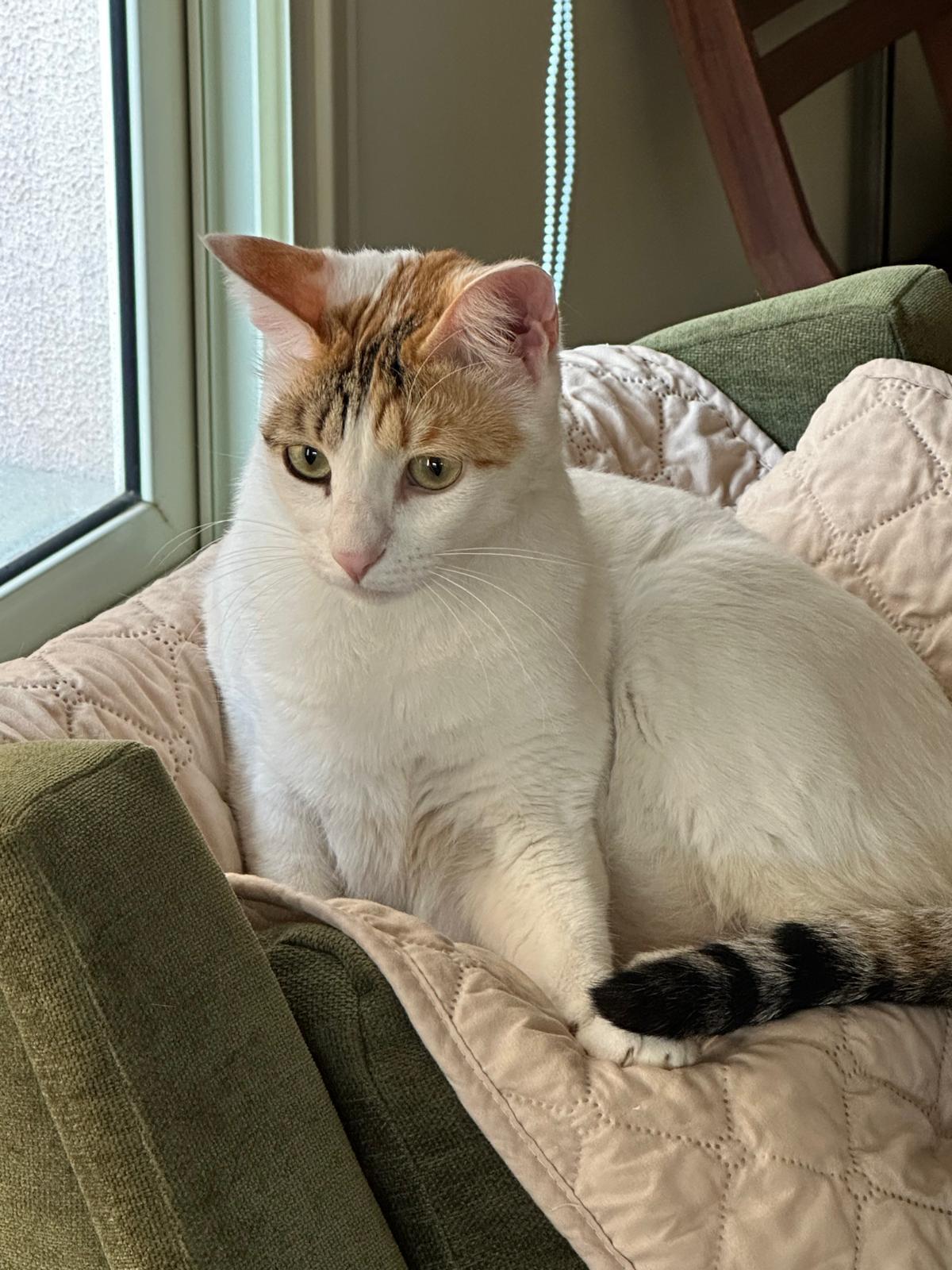Charlotte, the Most Affectionate Girl