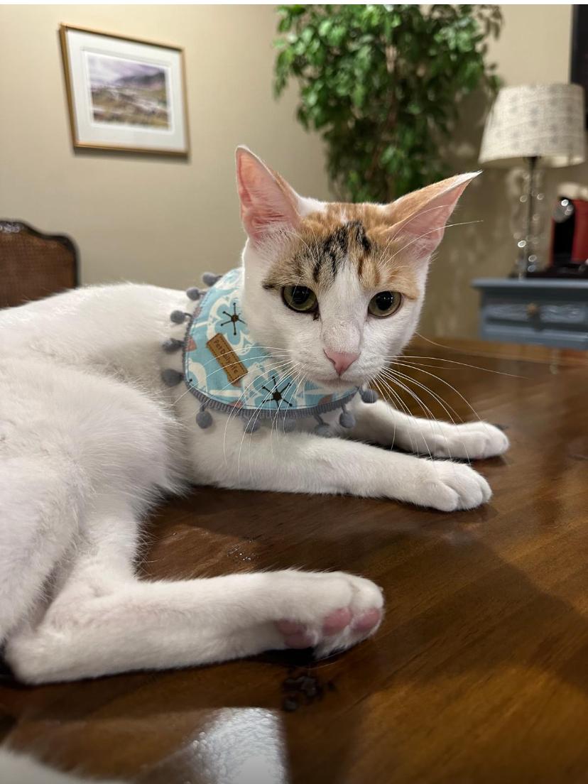 Charlotte, the Most Affectionate Girl