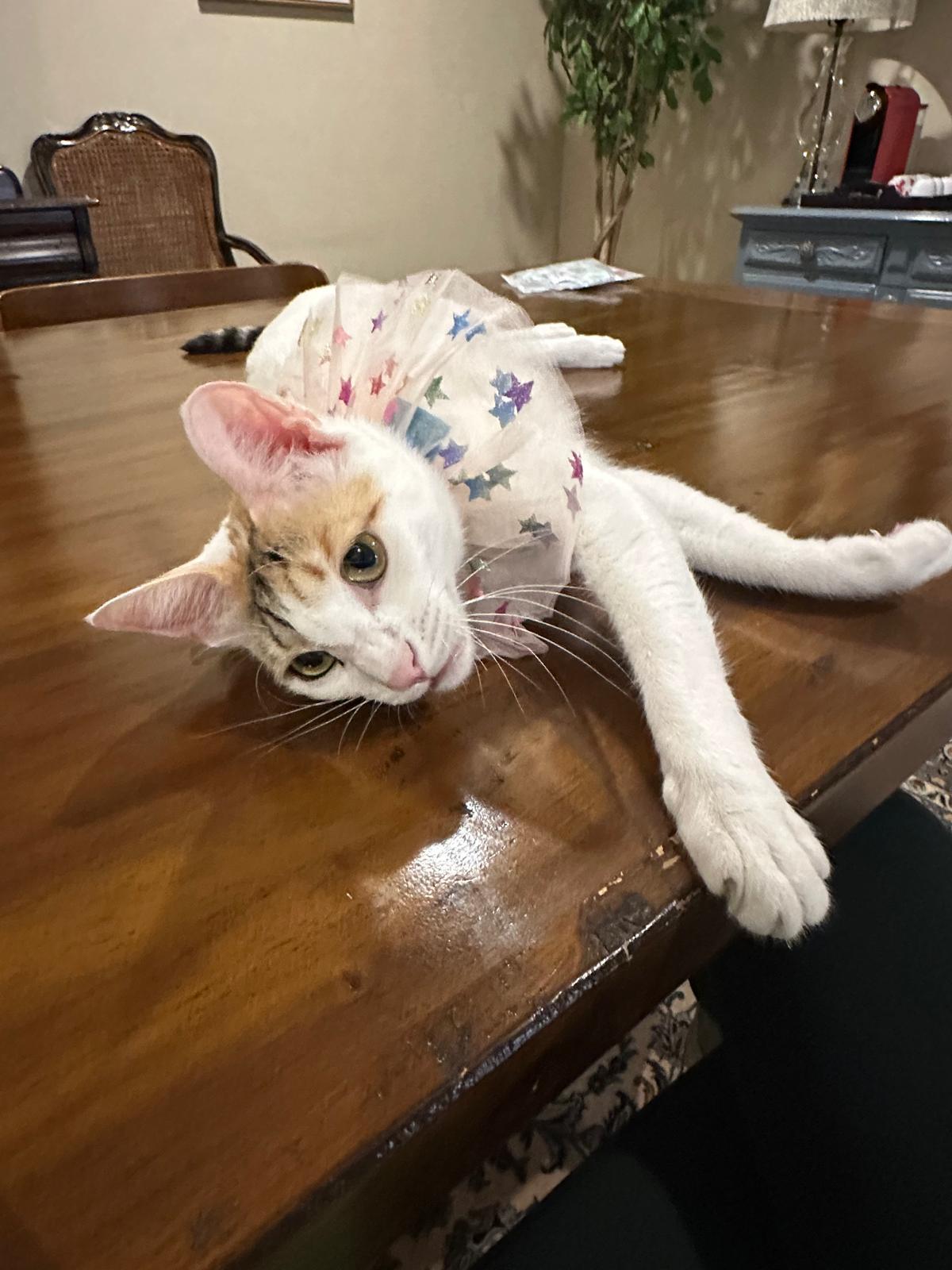 Charlotte, the Most Affectionate Girl
