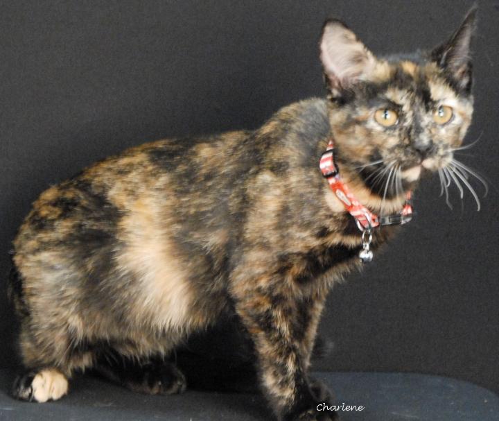 Eva, Adoptable, Young Female Tortoiseshell.