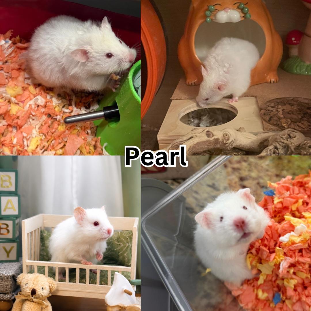 Enlarge Pearl, a ADOPTABLE Hamster in West Sacramento , CA image 1/1