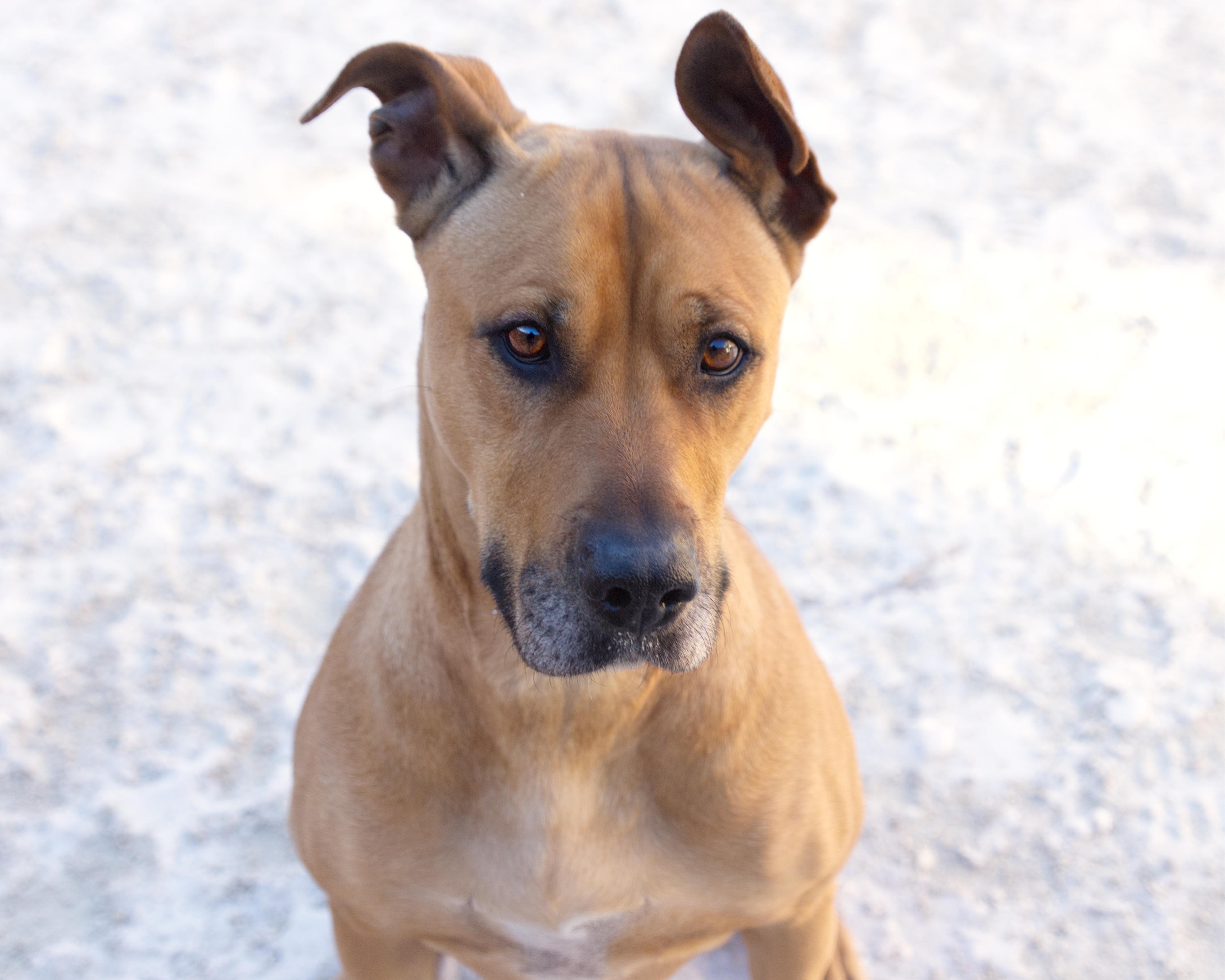 Vayda, Adoptable, Adult Female Boxer.