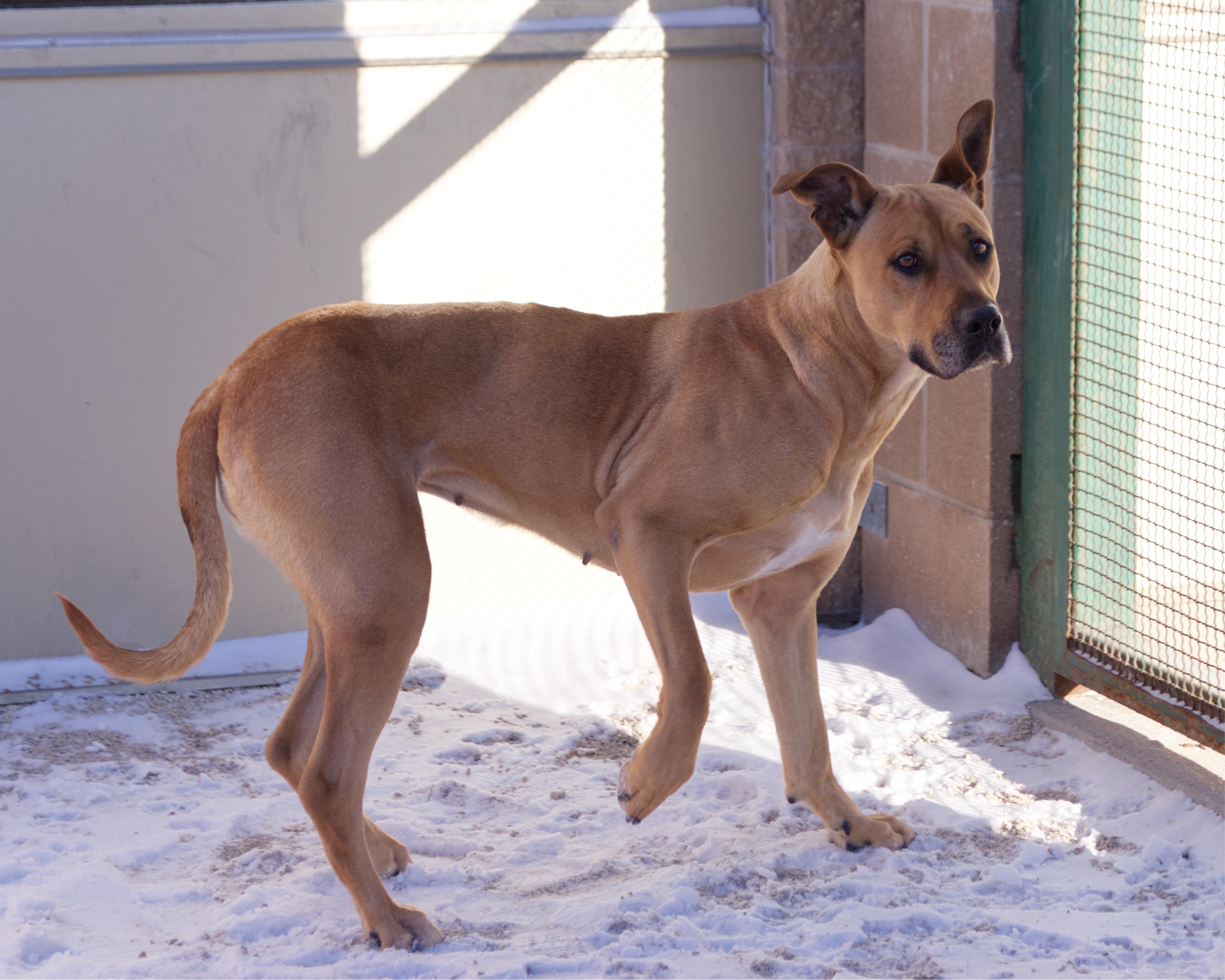 Vayda, a Adoptable mixed breed in Winnipeg, MB image 2/4