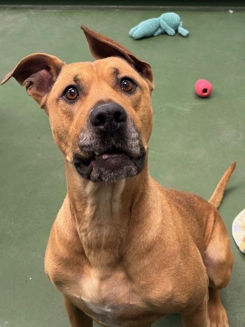 Vayda, a Adoptable mixed breed in Winnipeg, MB image 3/4