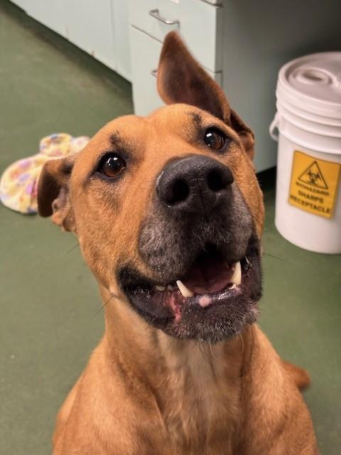 Vayda, a Adoptable mixed breed in Winnipeg, MB image 4/4